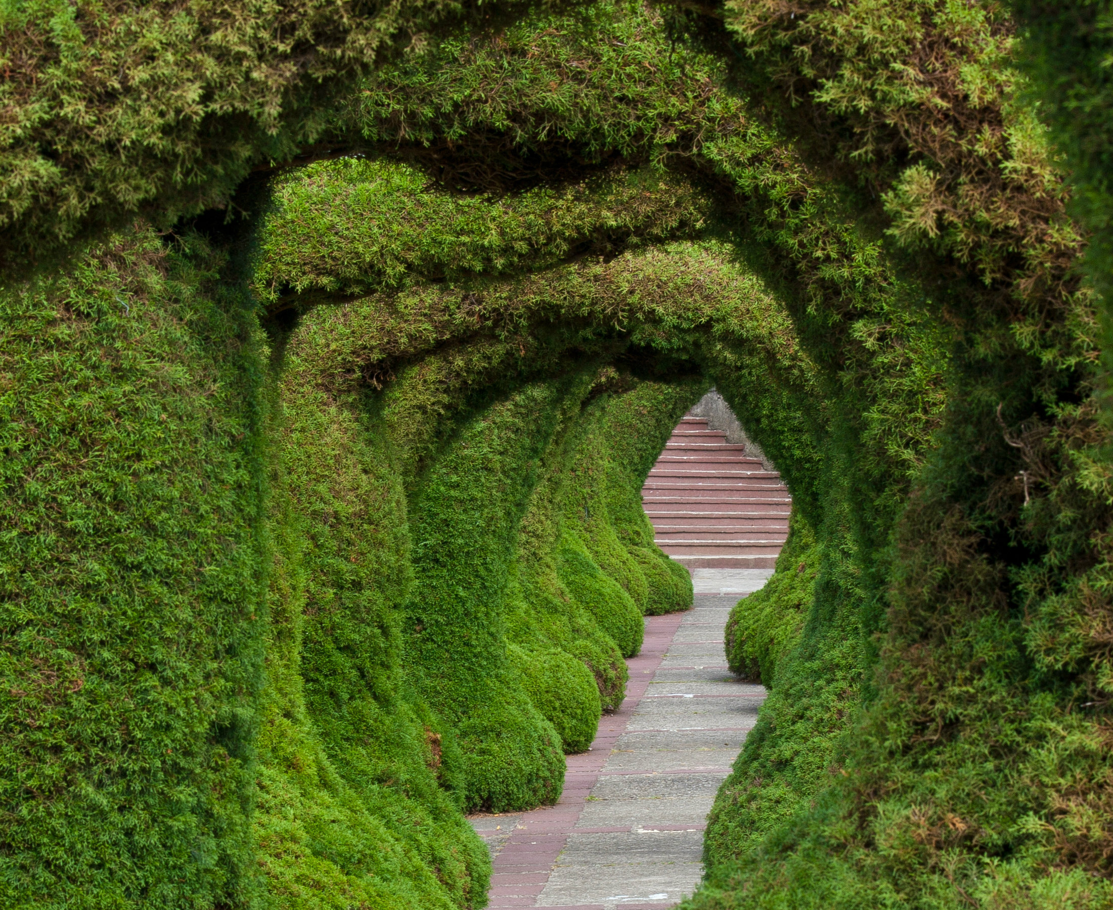 10 breathtaking tree canopies & natural tunnels that look like ...