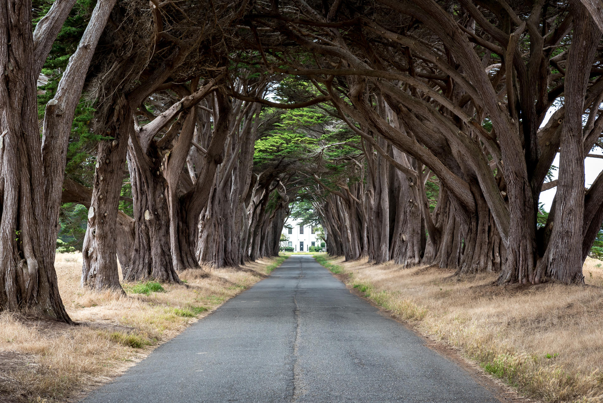 Cypress Tree Tunnel | Outdoor Project