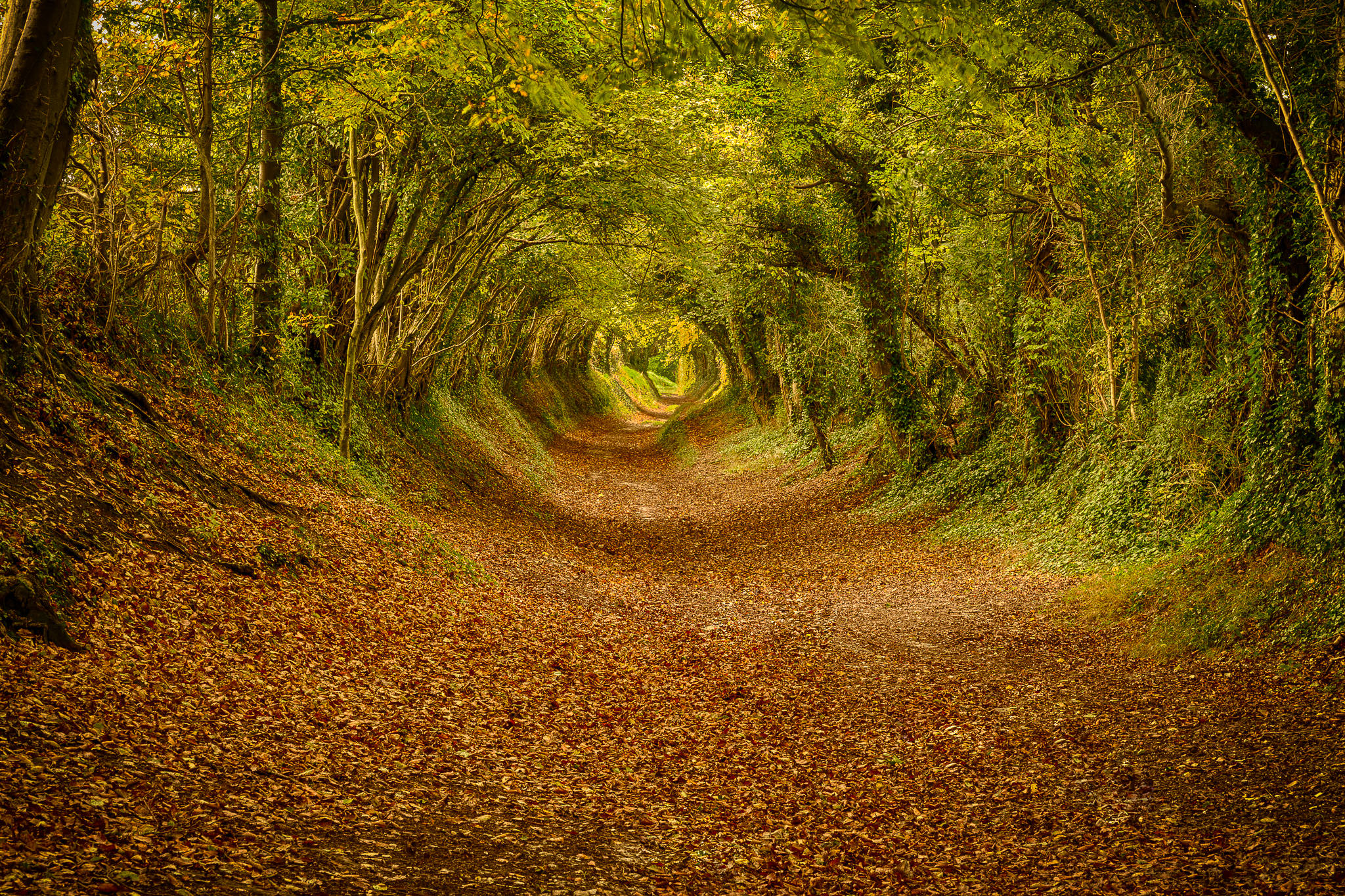 Halnaker Tunnel of Trees - Best Photo Spots