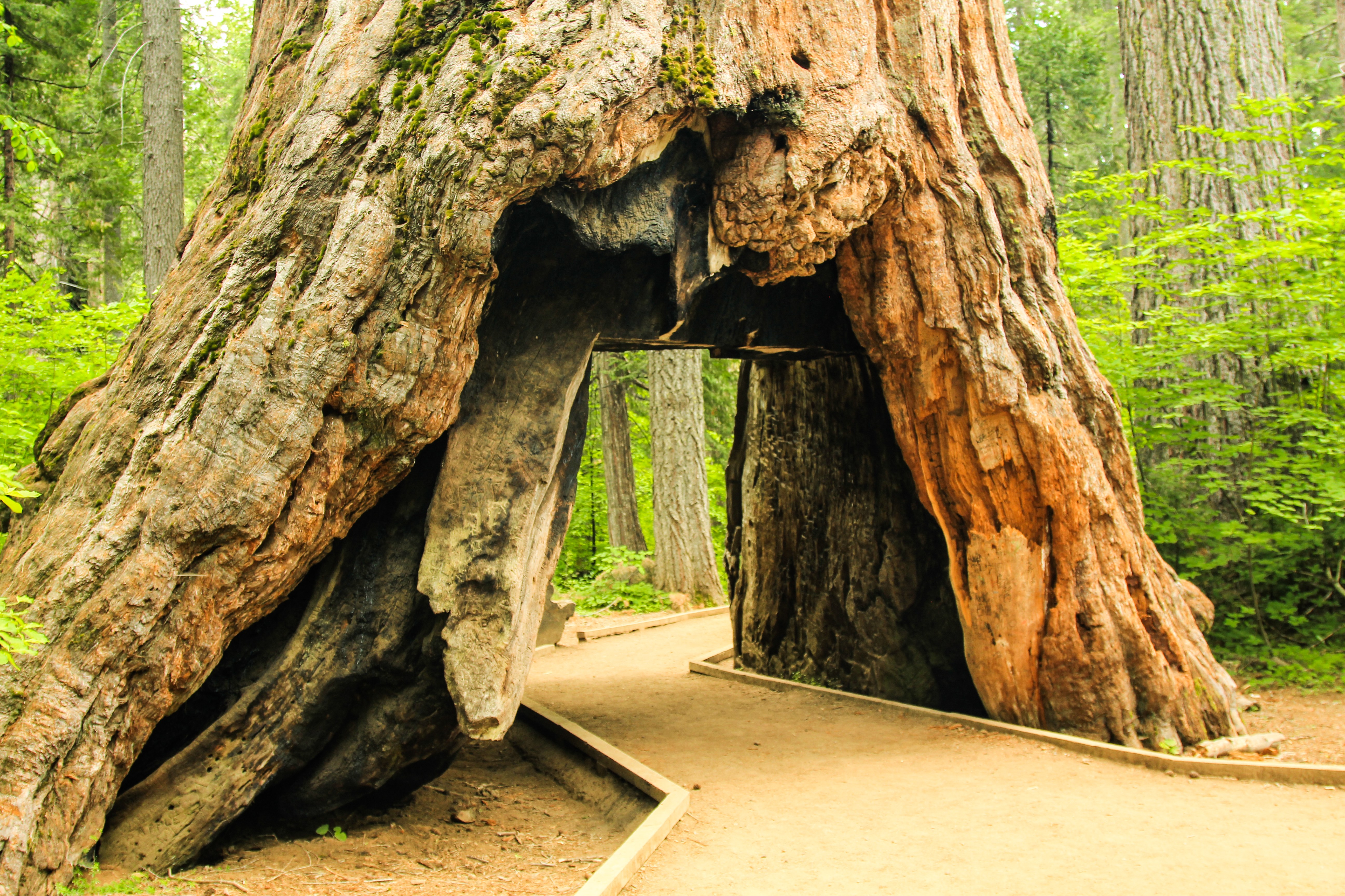California's Iconic 'Tunnel Tree' Collapses Due to Winter Weather ...