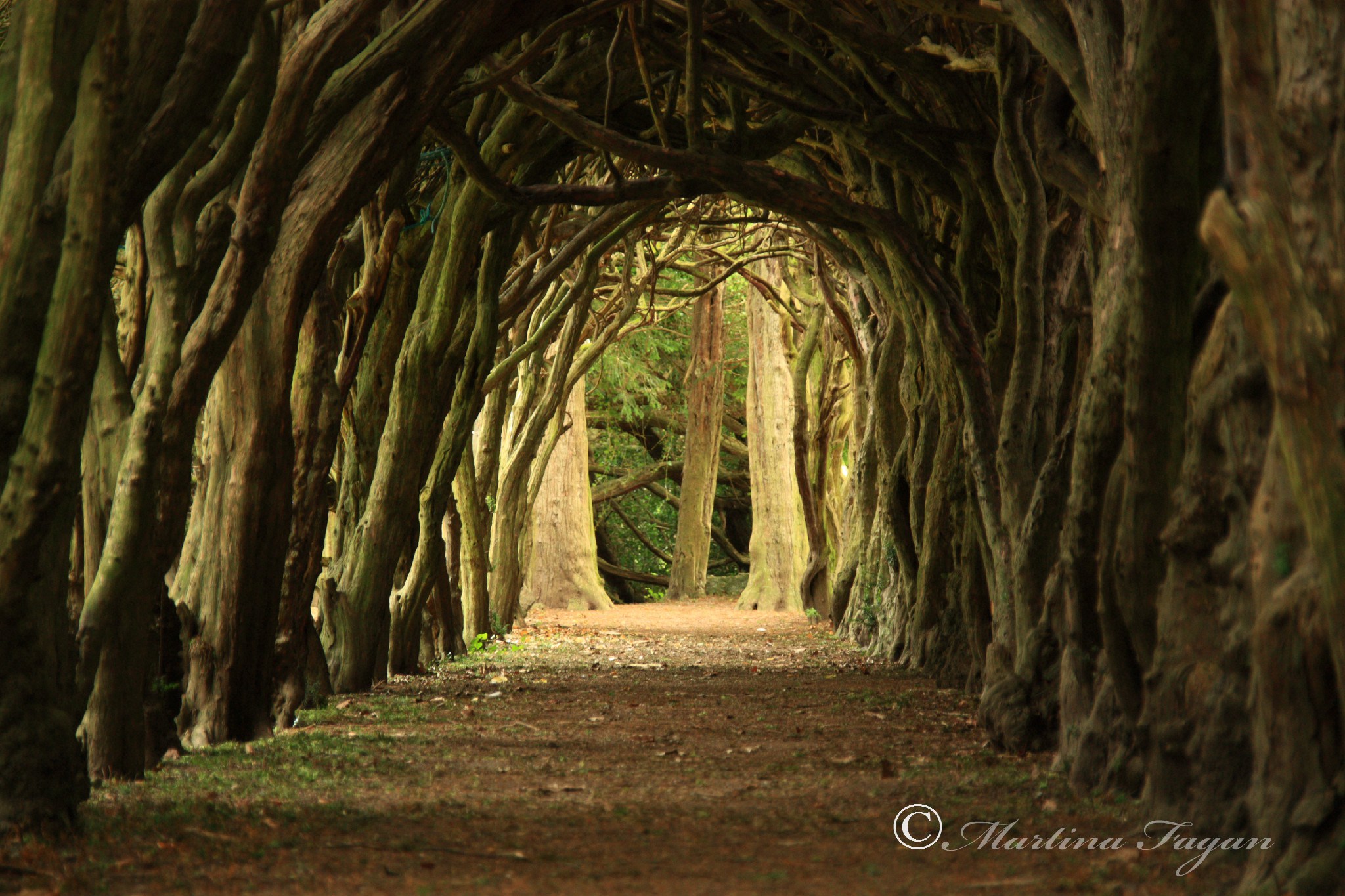 Top 10 World's Most Magical Tree Tunnels To Wander Through - Placeaholic
