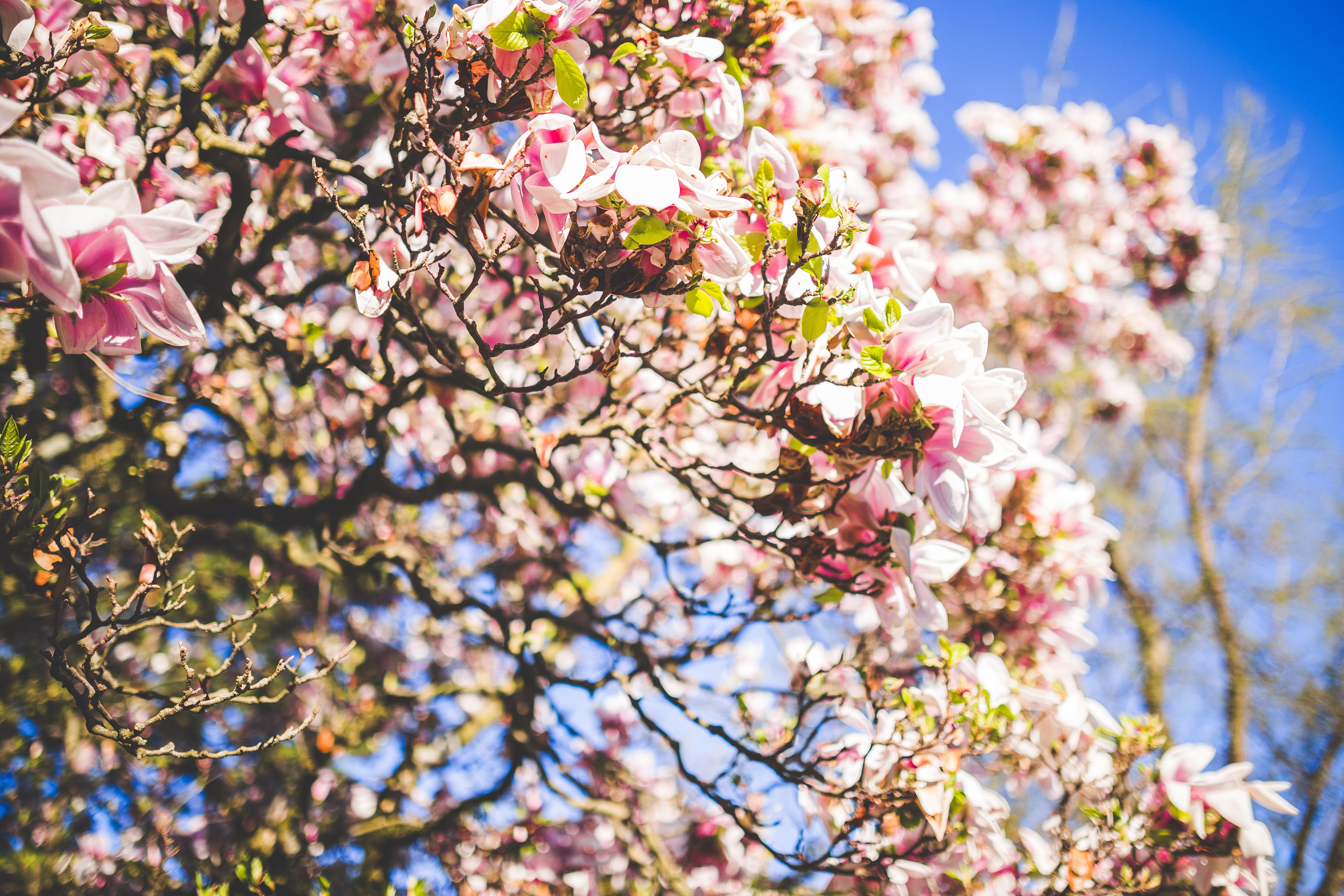 Tree with pink flowers and green leaves photo