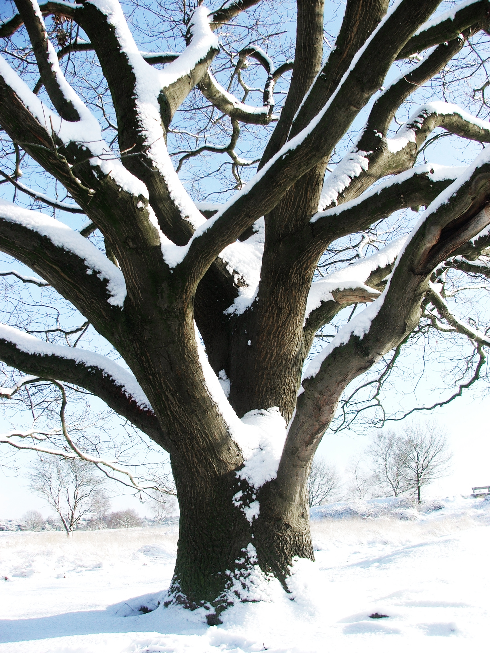 Tree with snow in winter photo