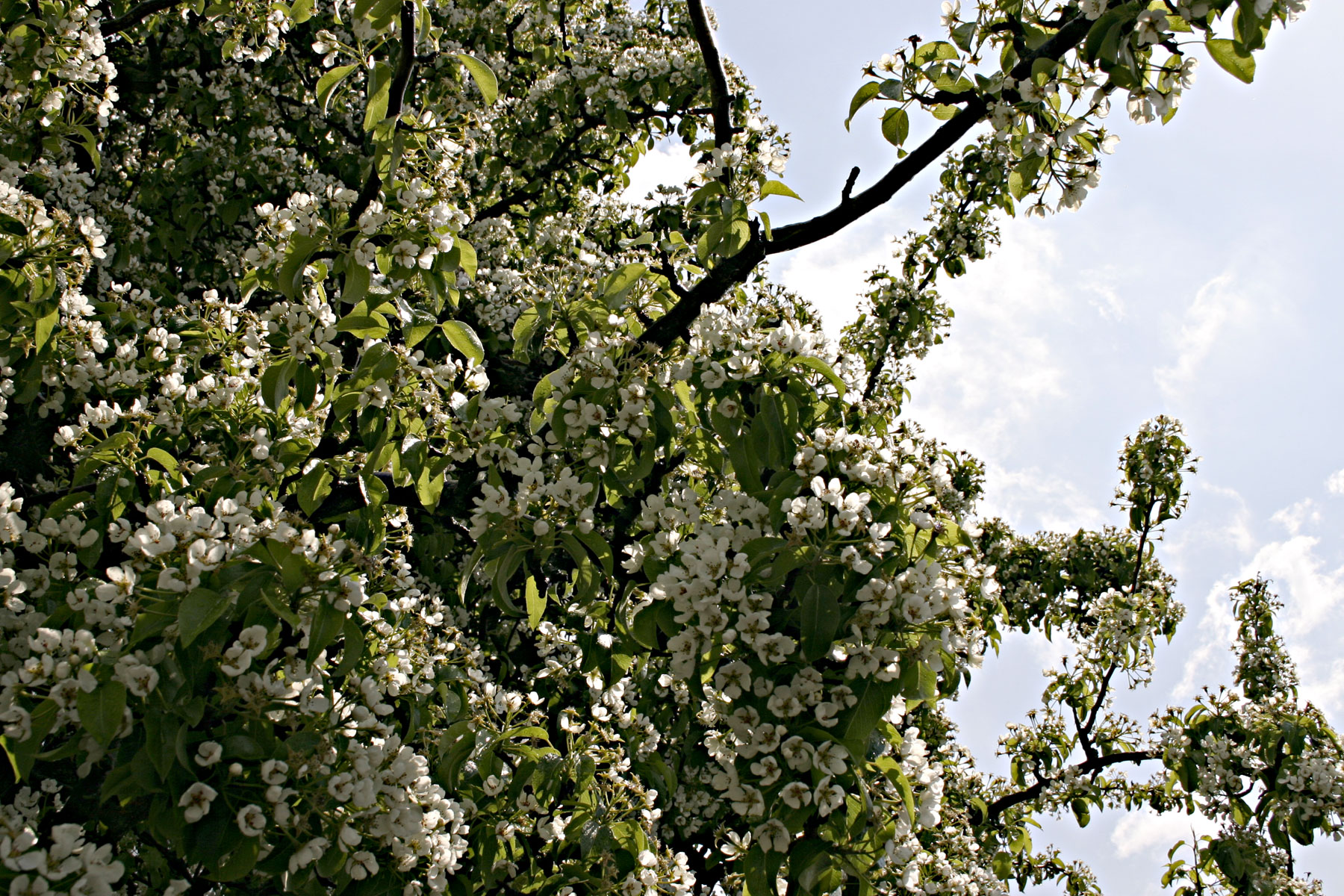 Tree with white flowers photo