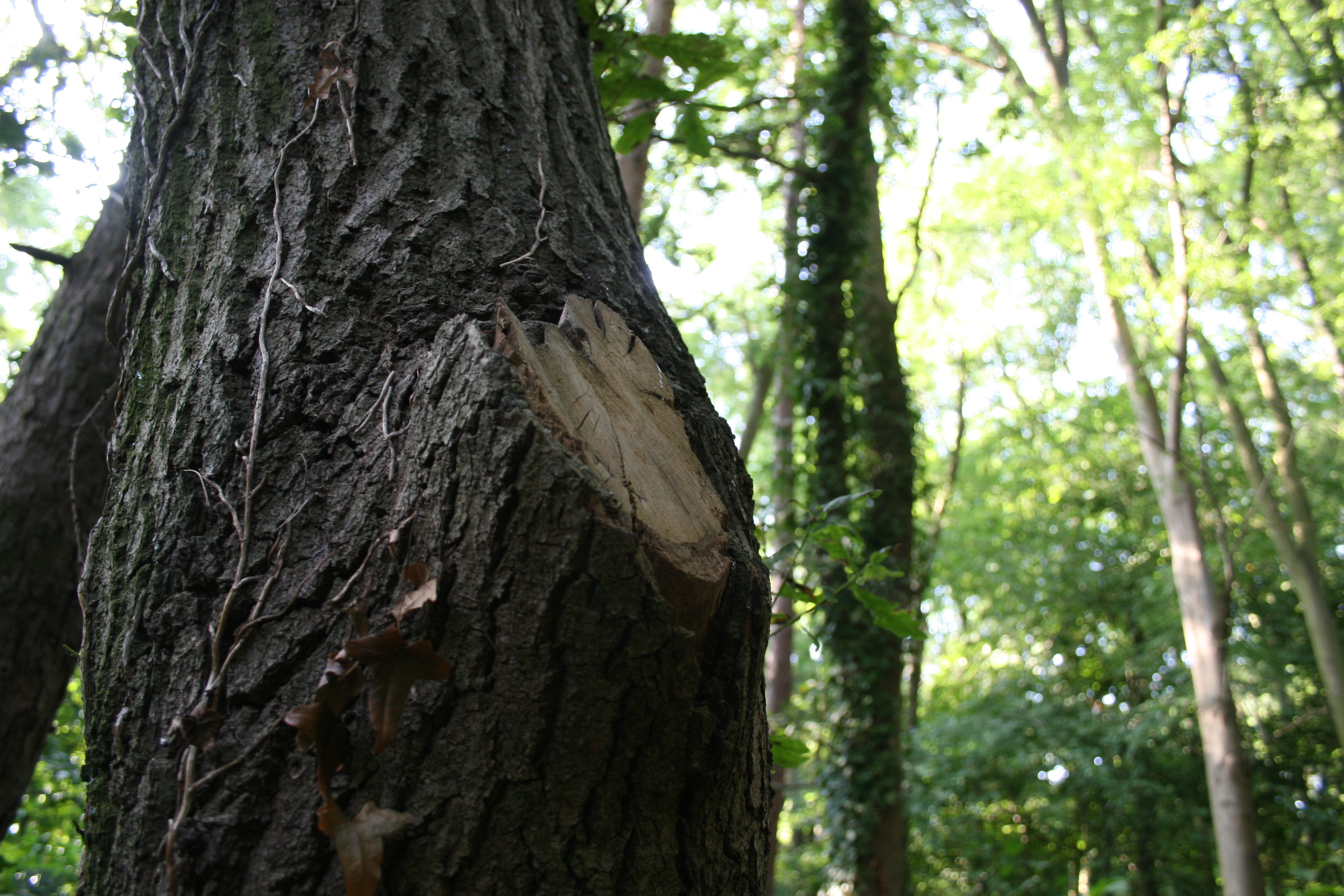 Tree woodlands photo