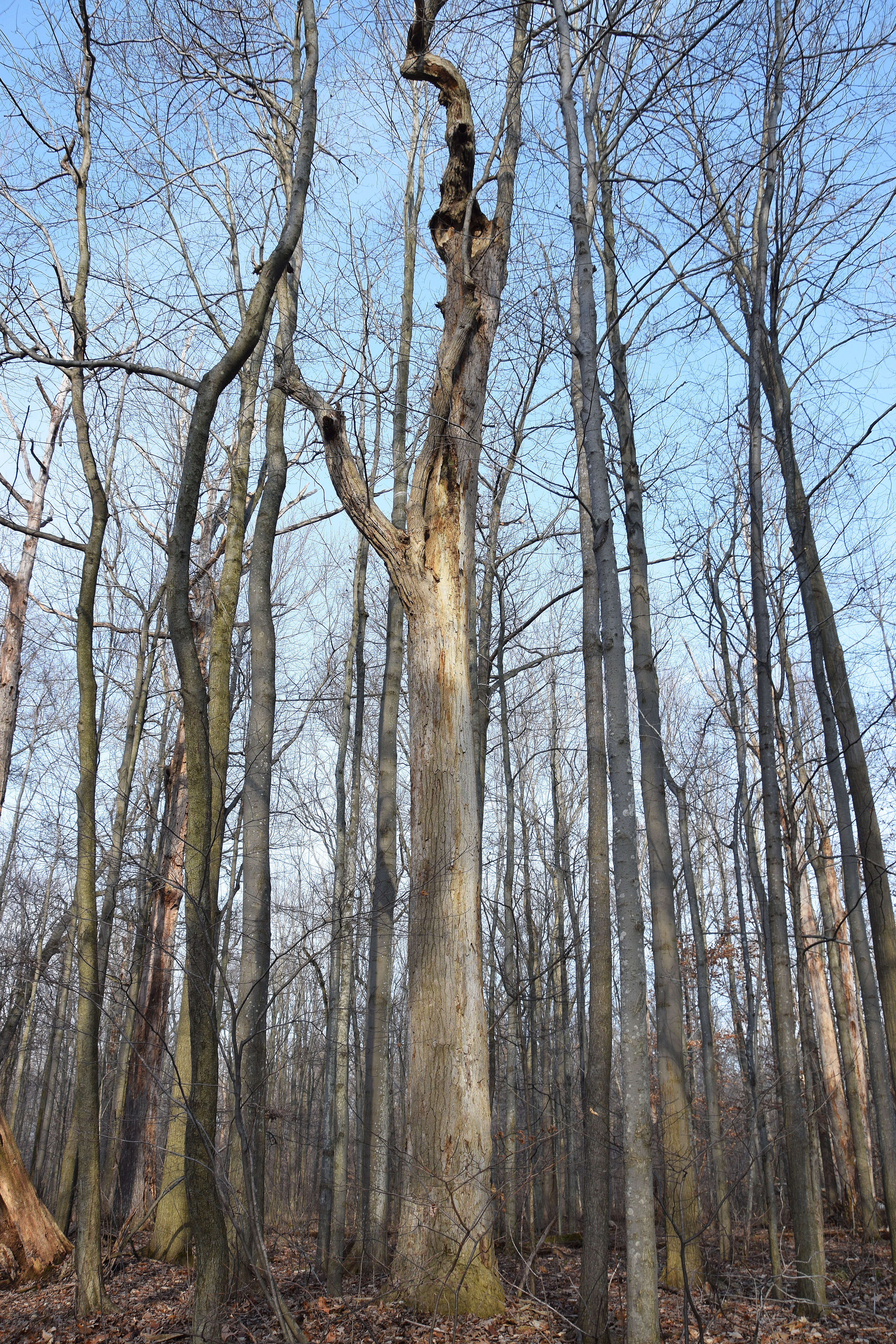 Recognizing old trees - Ancient Forest Exploration & Research