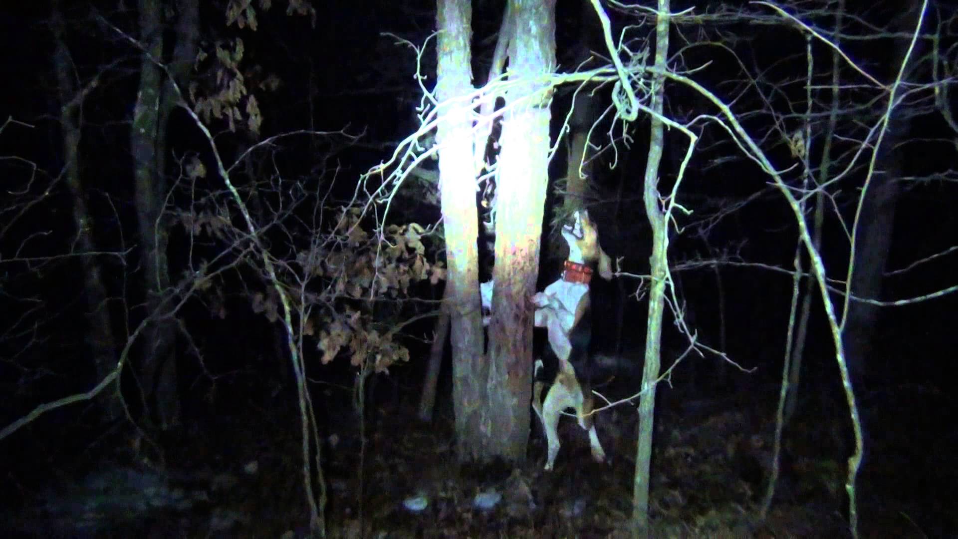 Zeb 3 pup and Nitech Sackett treed in snow - YouTube