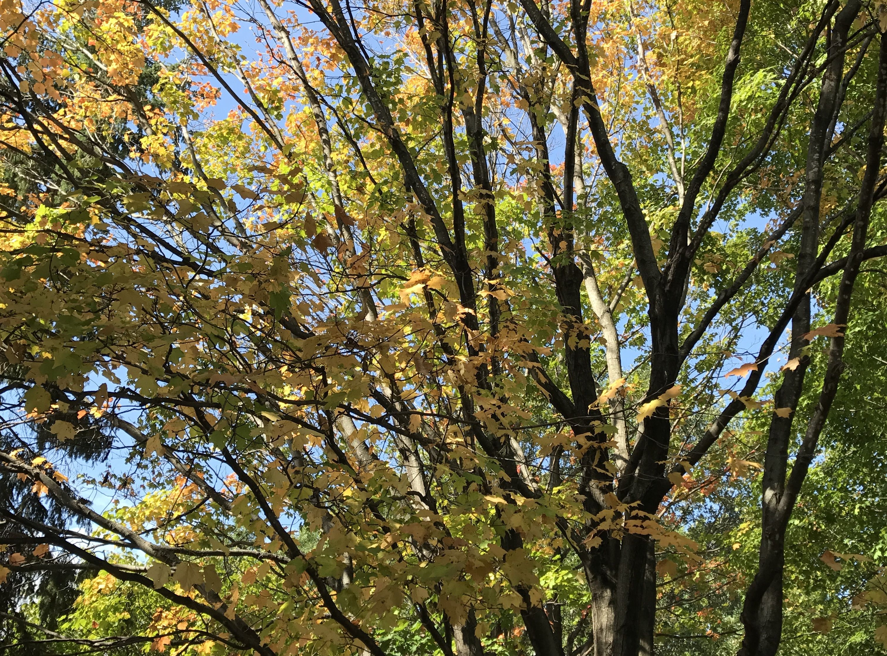 Sick maple trees 'becoming epidemic' in Minnesota - StarTribune.com