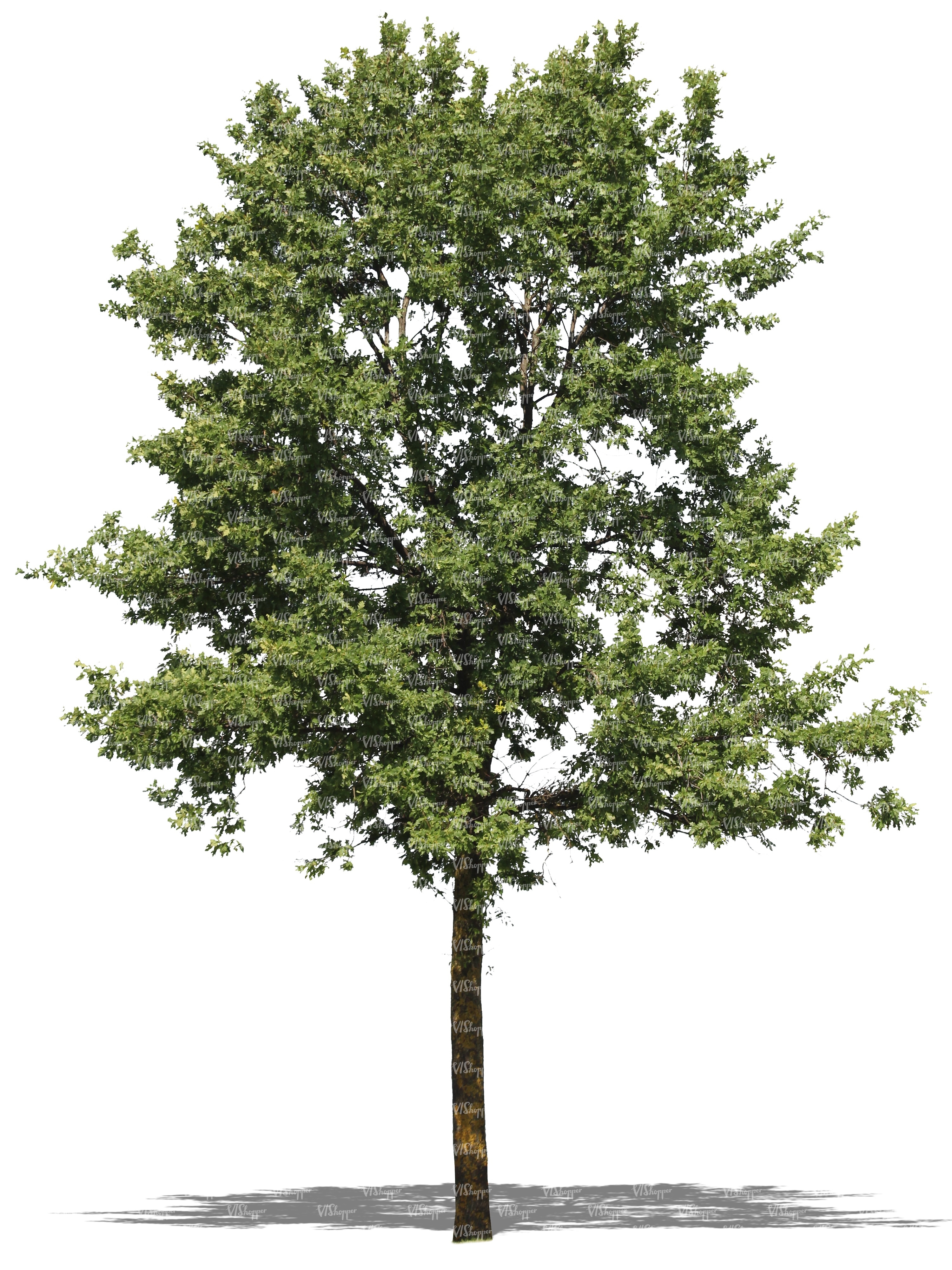 cut out deciduous tree - cut out trees and plants - VIShopper