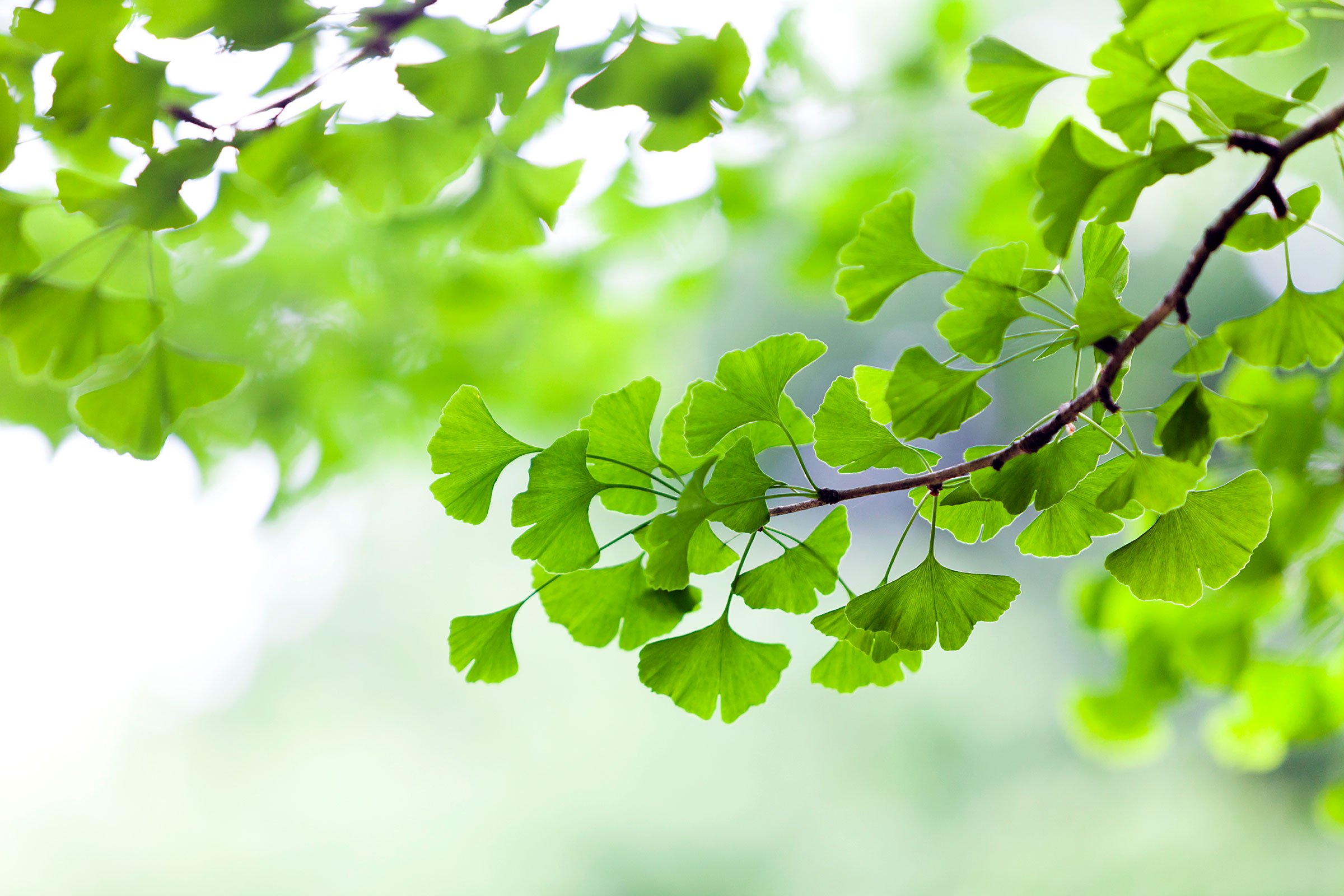 7 Weird Facts About Trees | Reader's Digest