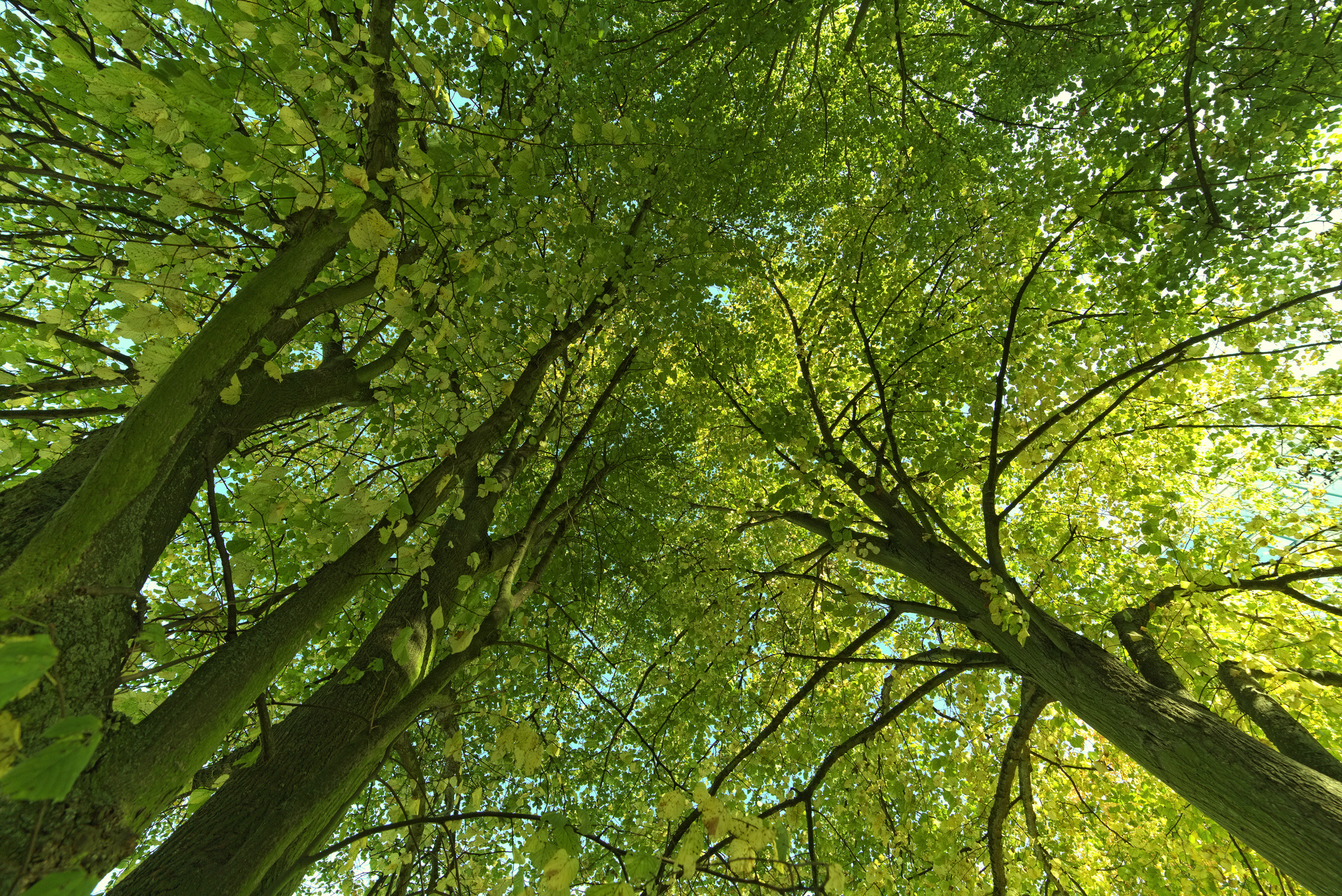 Are Trees Sentient Beings? Certainly, Says German Forester - Yale E360