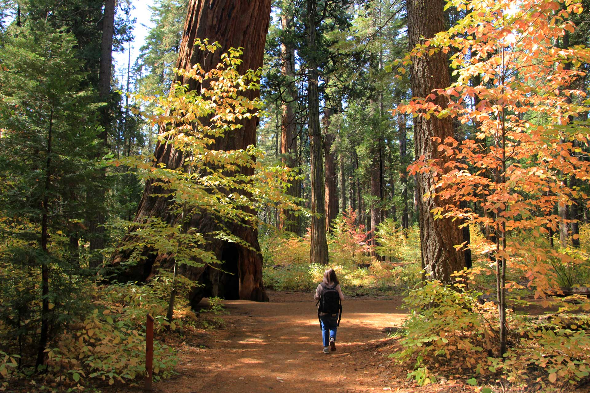 Calaveras Big Trees State Park Recreation among the giant sequoias