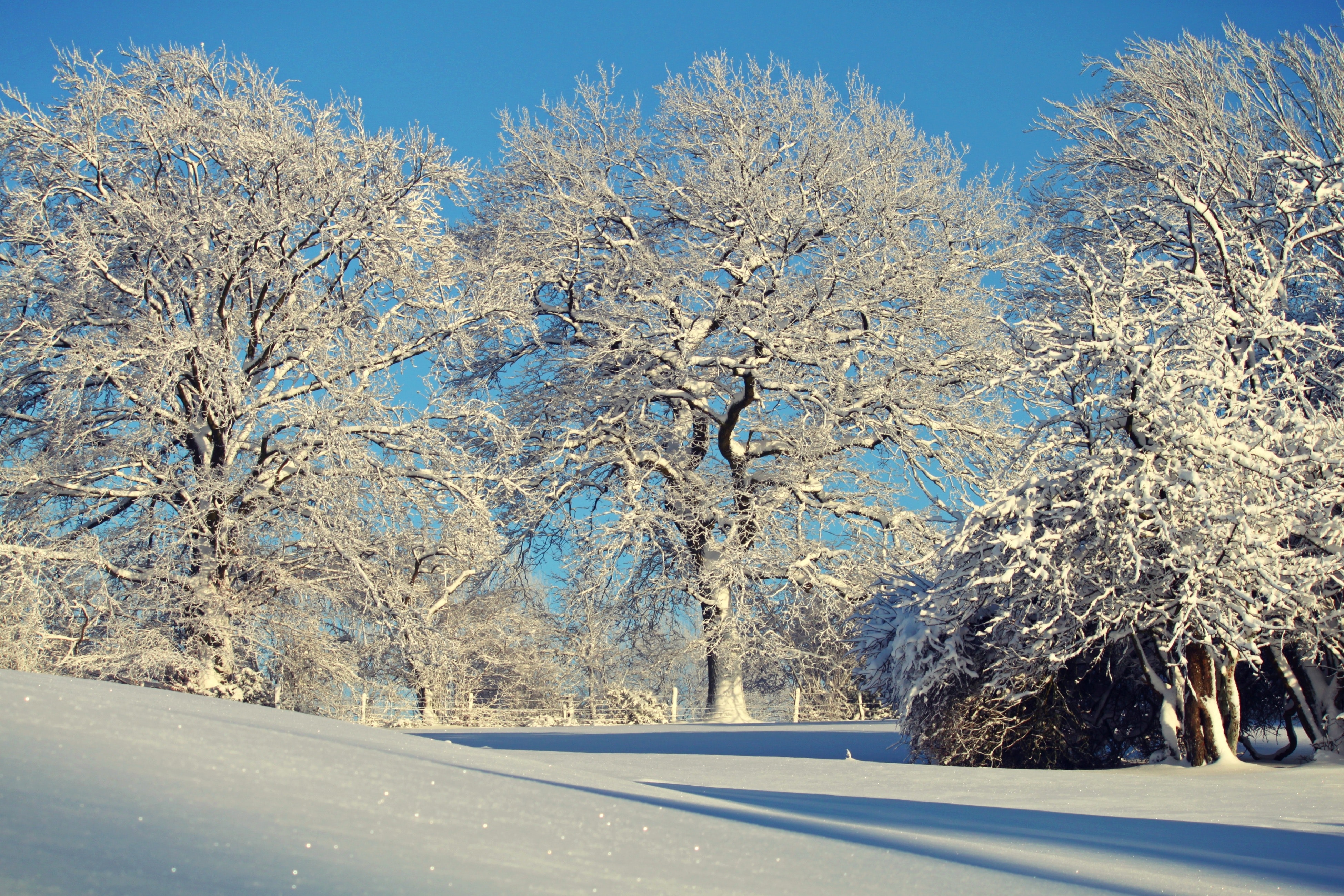 Trees Against Clear Sky during Winter, Scene, Weather, Trees, Snow, HQ Photo