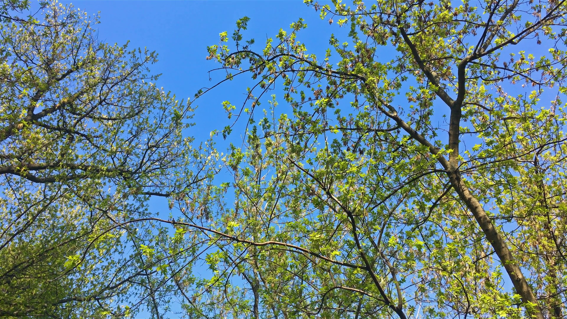 Green Forest Trees Against Sky In Spring Stock Video Footage ...