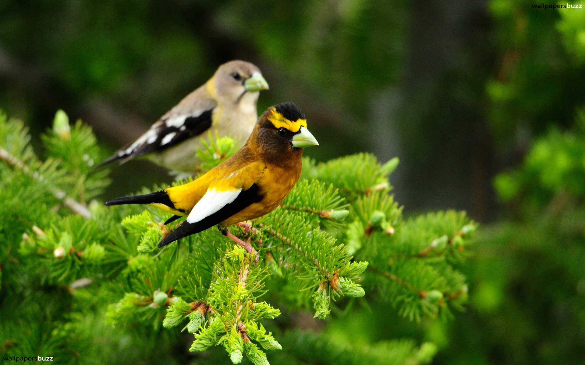 Download Bird Trees | Solidaria Garden
