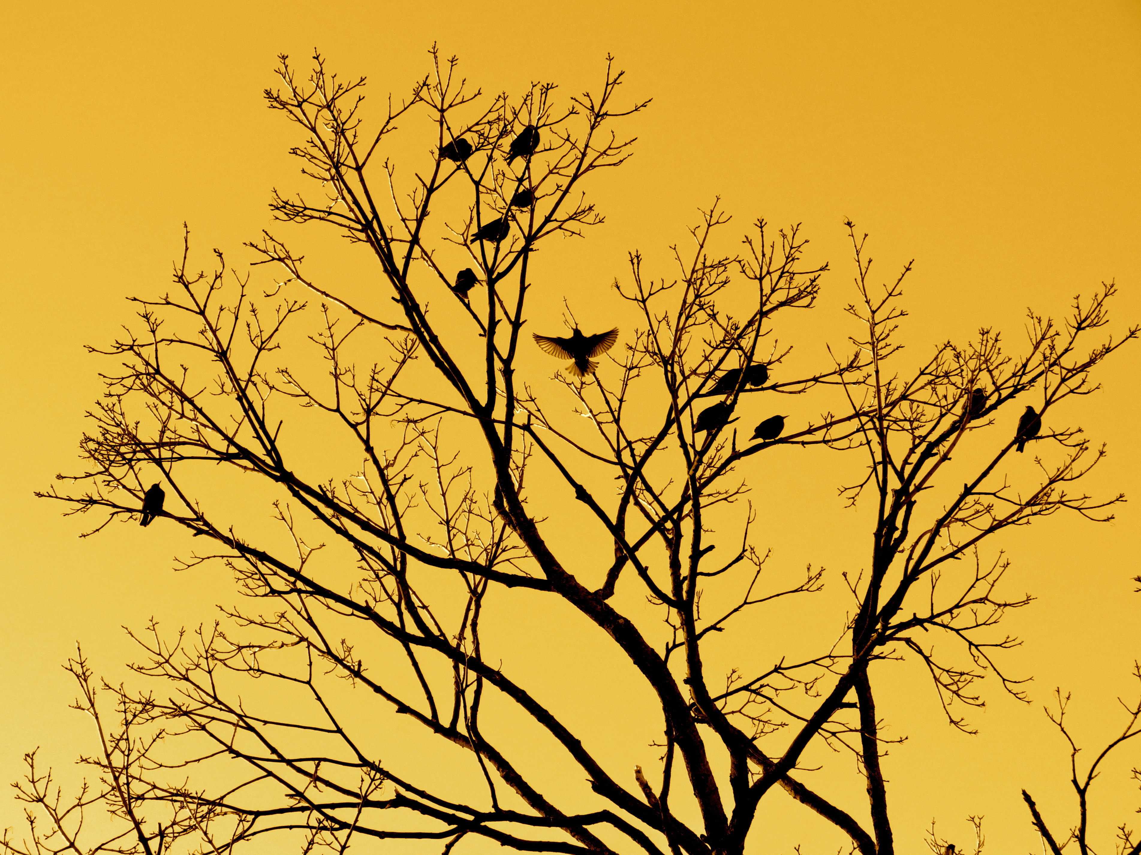 27/365 – Birds in a tree | THREE SIXTY FIVE!