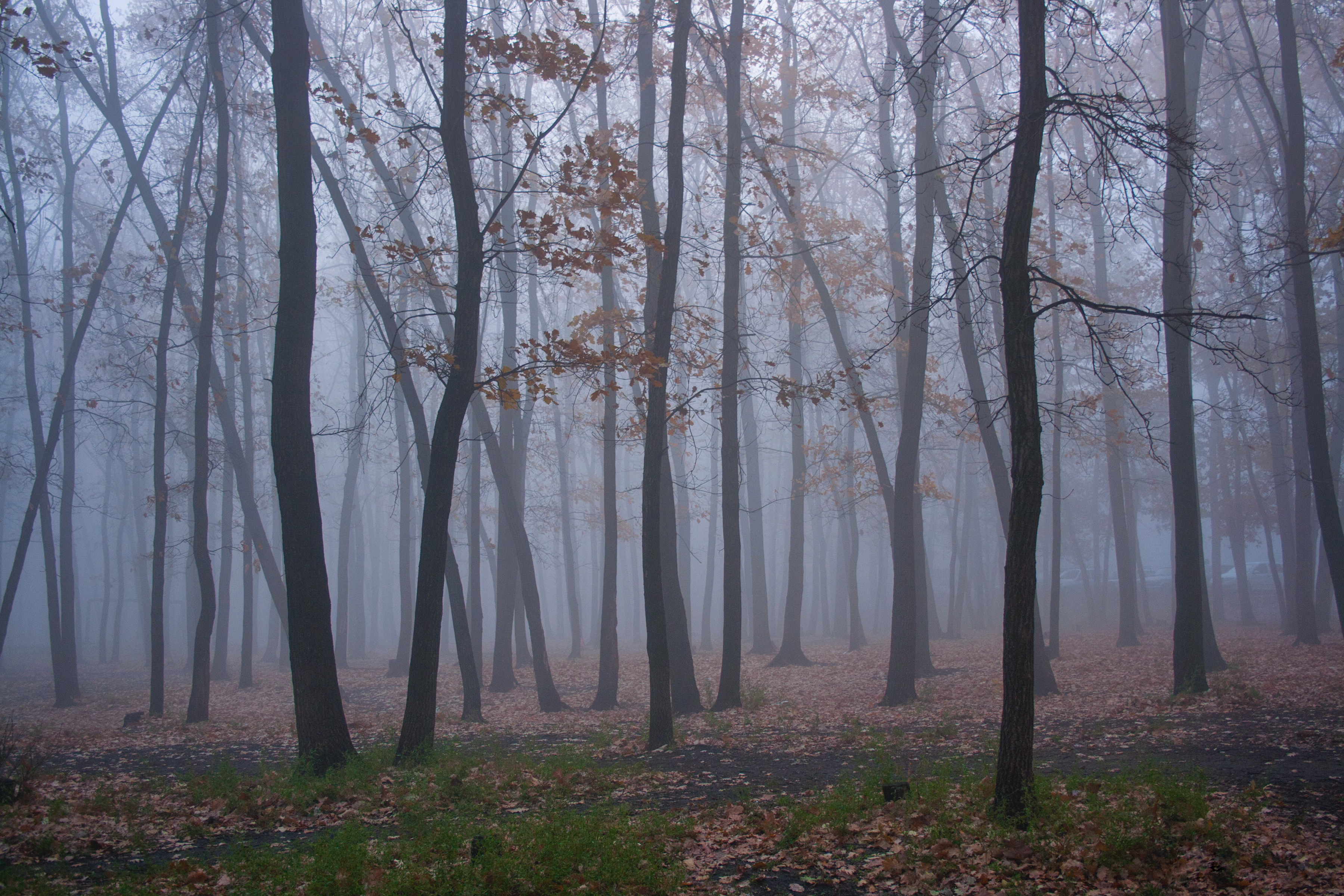 Trees and fog photo
