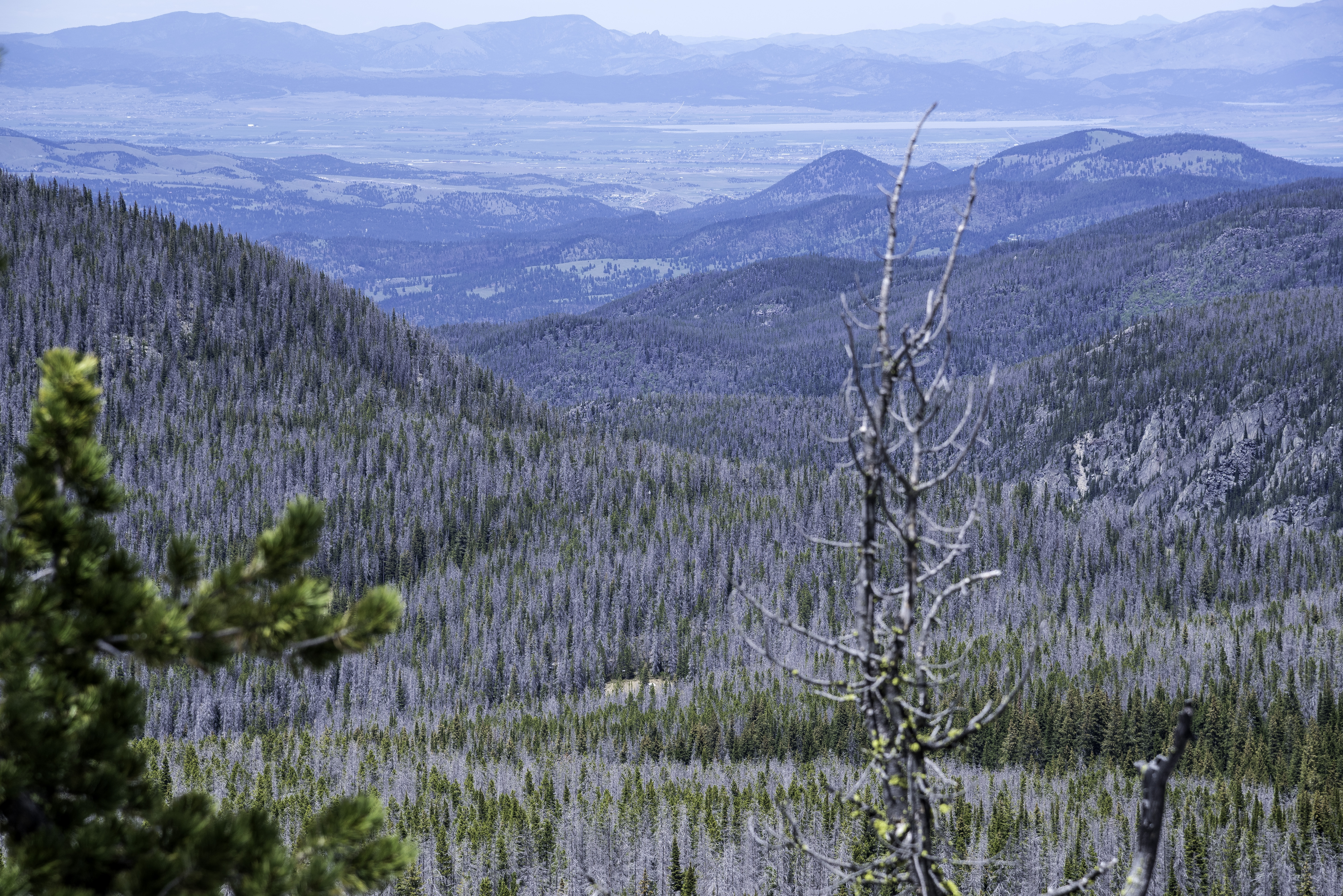 Trees and Mountain Landscape forest at Elkhorn Mountains image ...