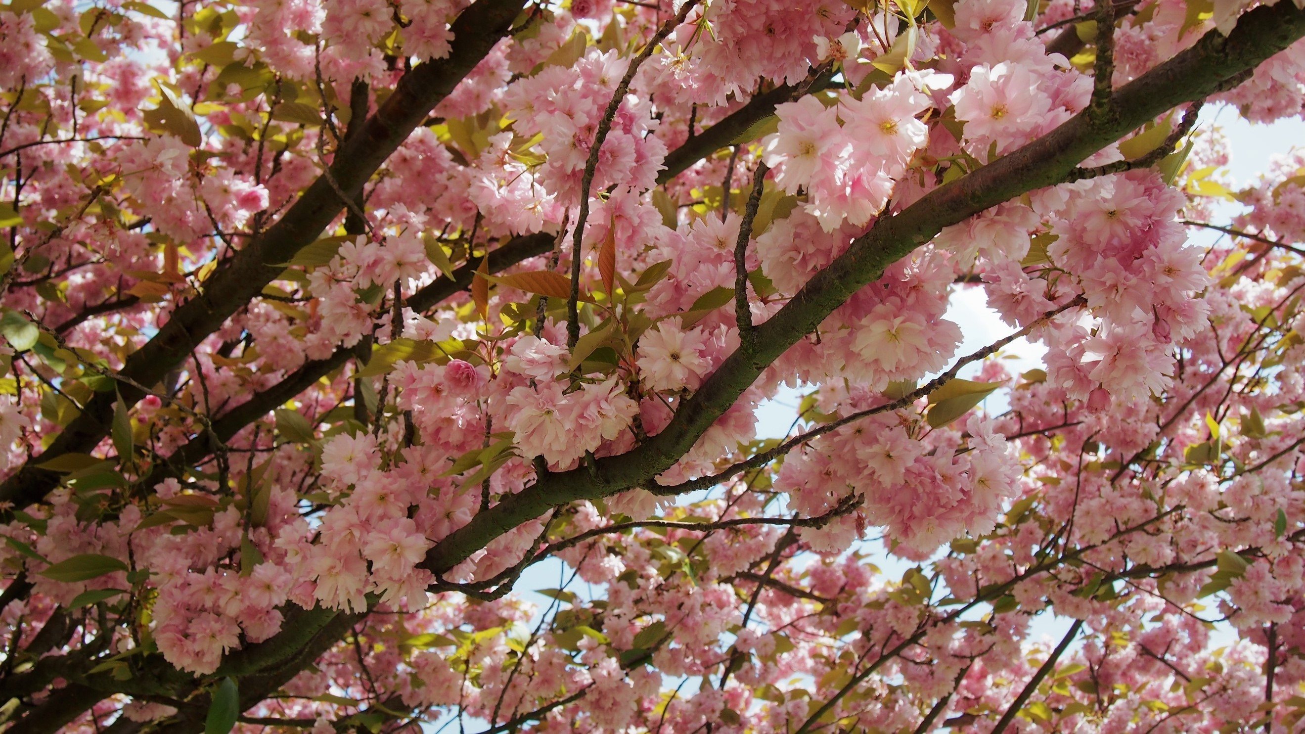 Flowering Trees to Plant in Your Kentucky Yard in Lexington, KY