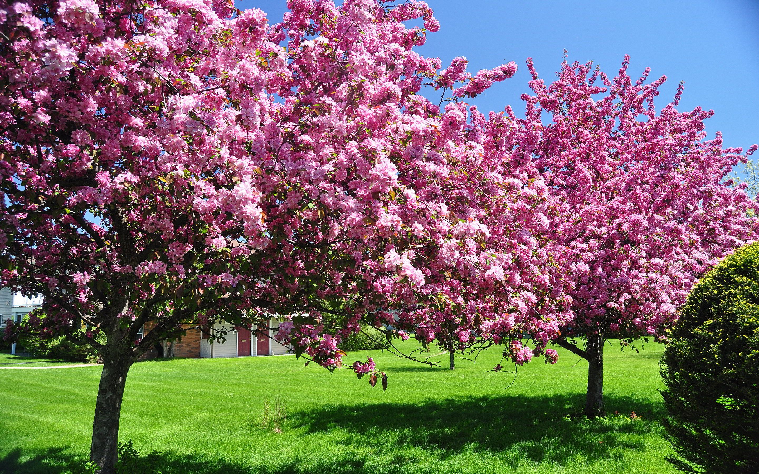 Helpful Pics Of Trees In Spring Flowers Backgr #2441 - Unknown ...