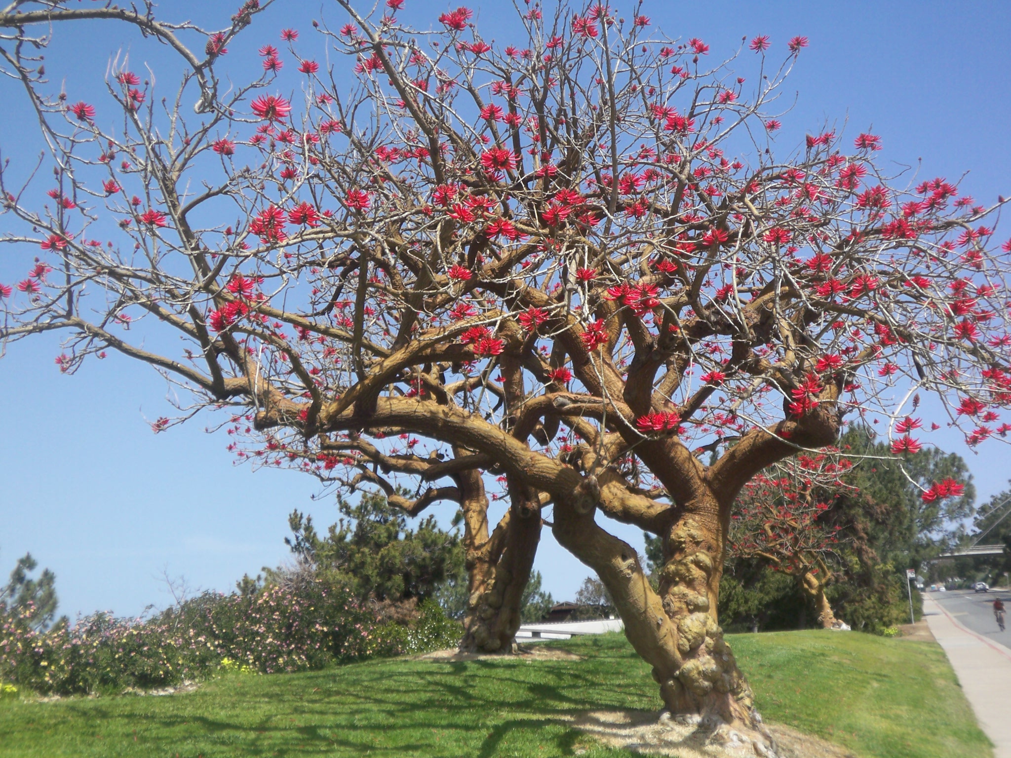 Blooming Trees in La Jolla | My Carlsbad Area Video and Photo Bloggery
