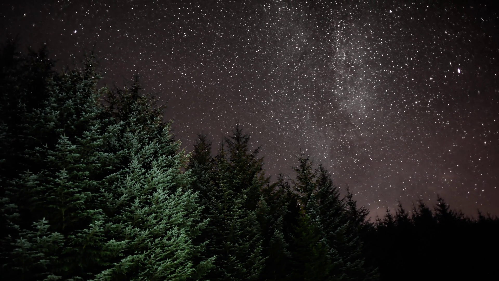 Night Sky with Evergreen Trees Timelapse Stock Video Footage ...