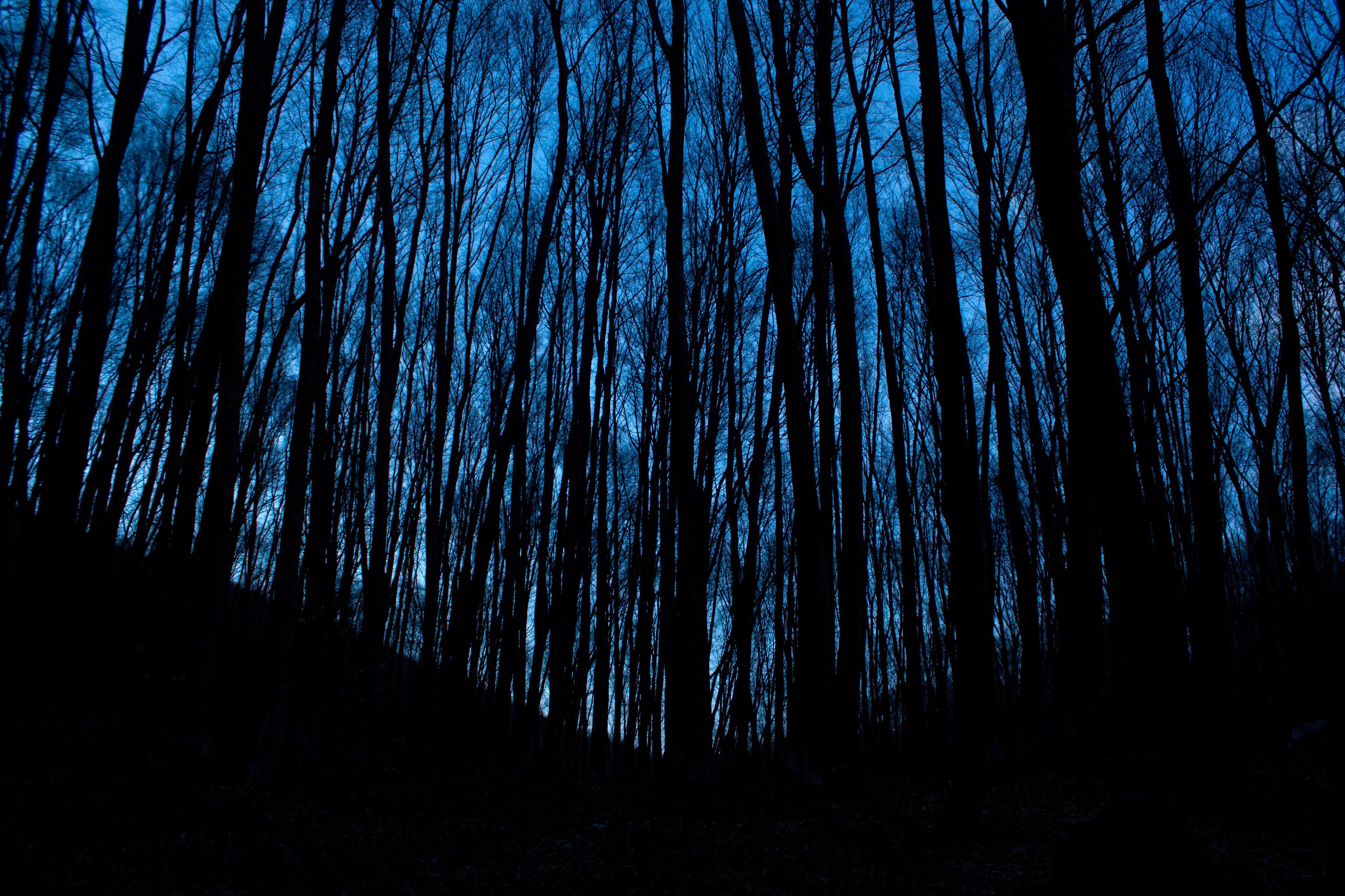 Forest and trees at night in the darkness image - Free stock photo ...