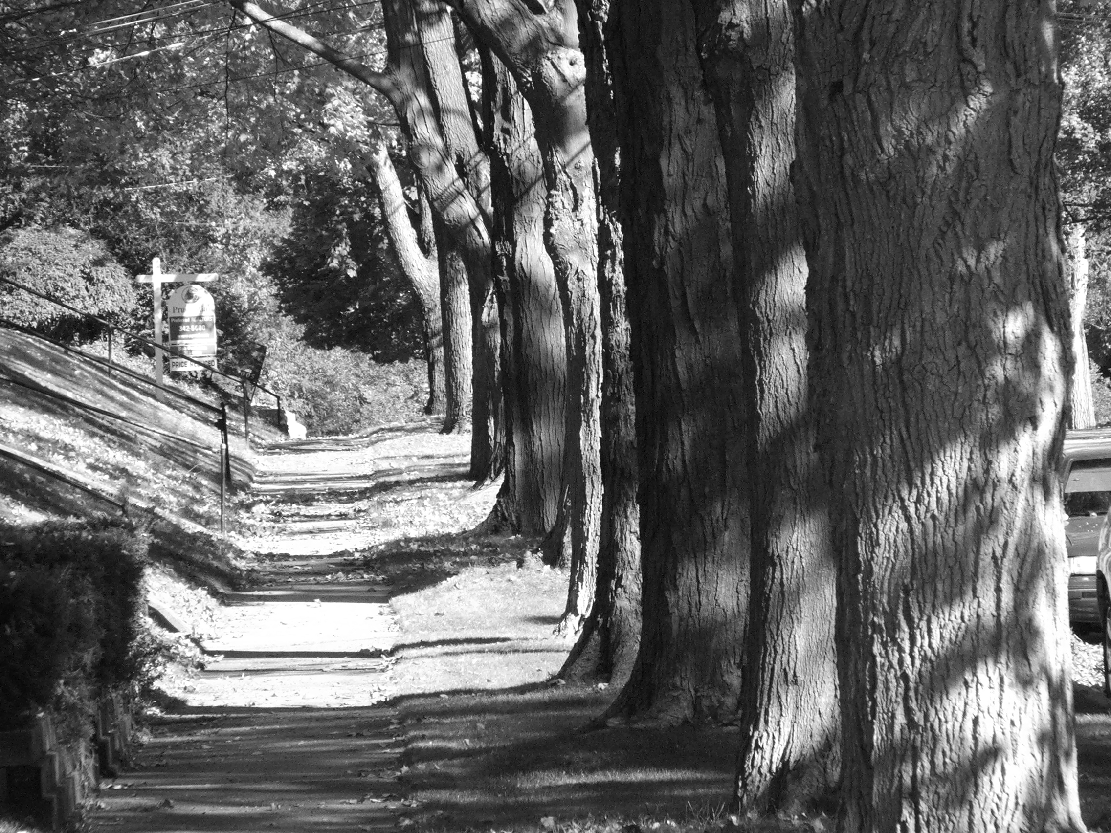 Trees black and white photo