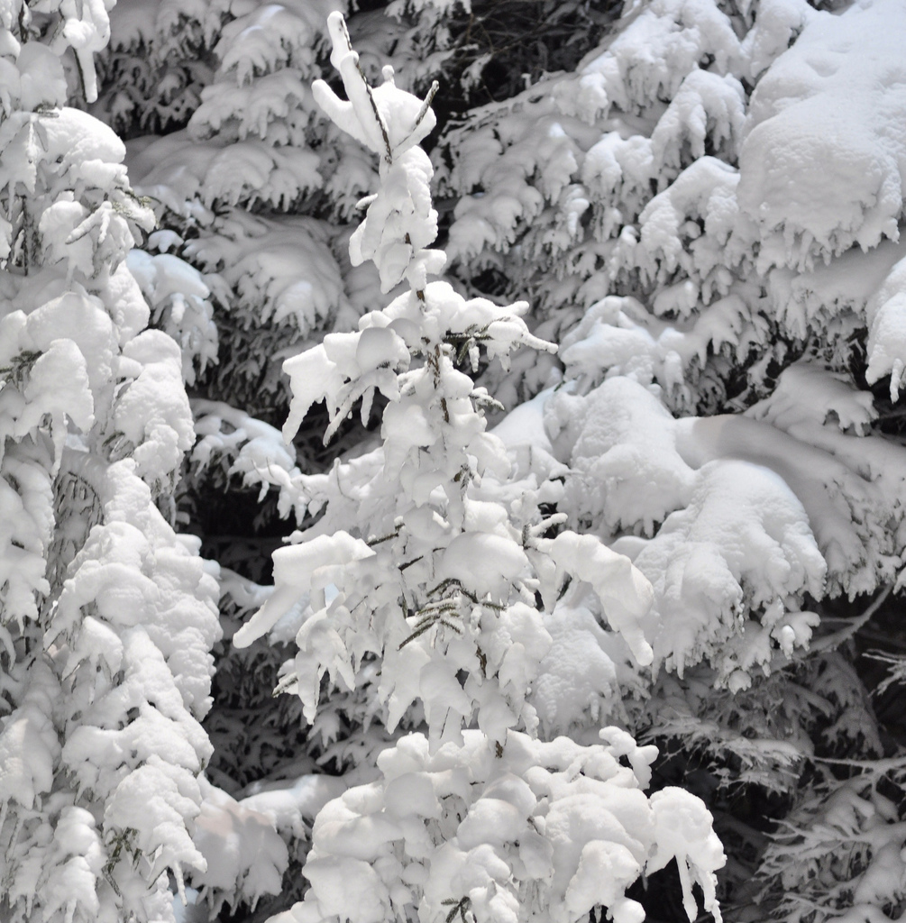 Trees covered in snow photo