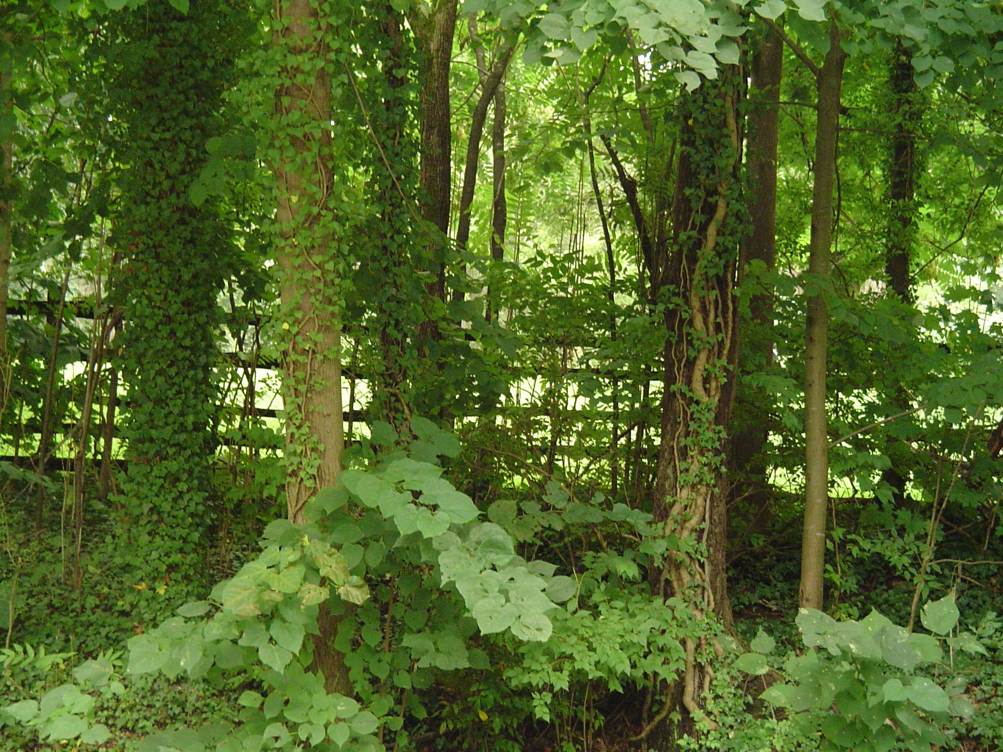Vine Covered Trees | Forest Garden