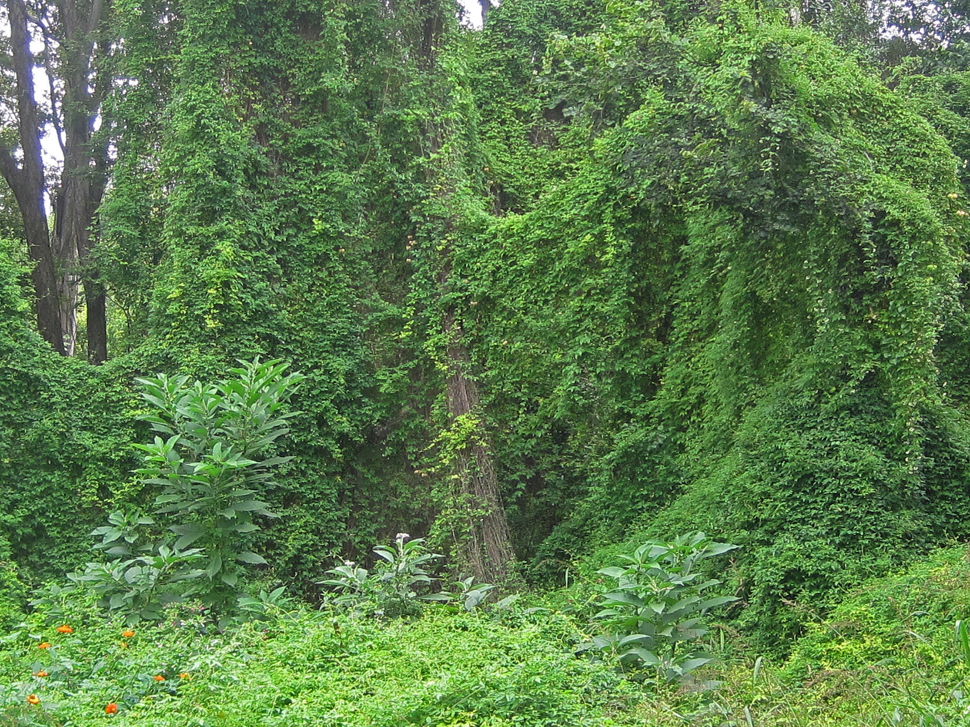 Dense Creeper Covering Trees Free Stock Photo - Public Domain Pictures