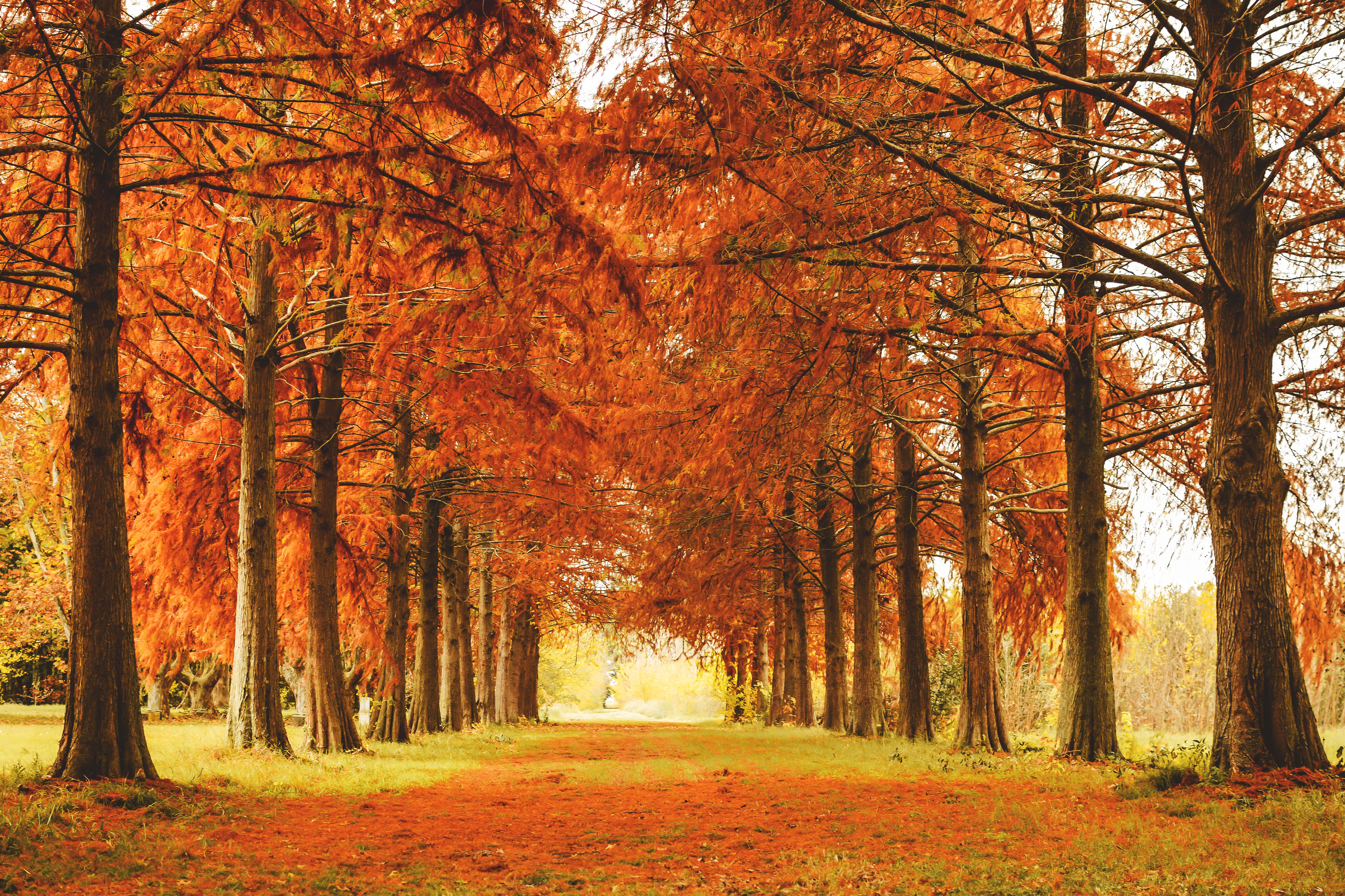 Trees in autumn photo
