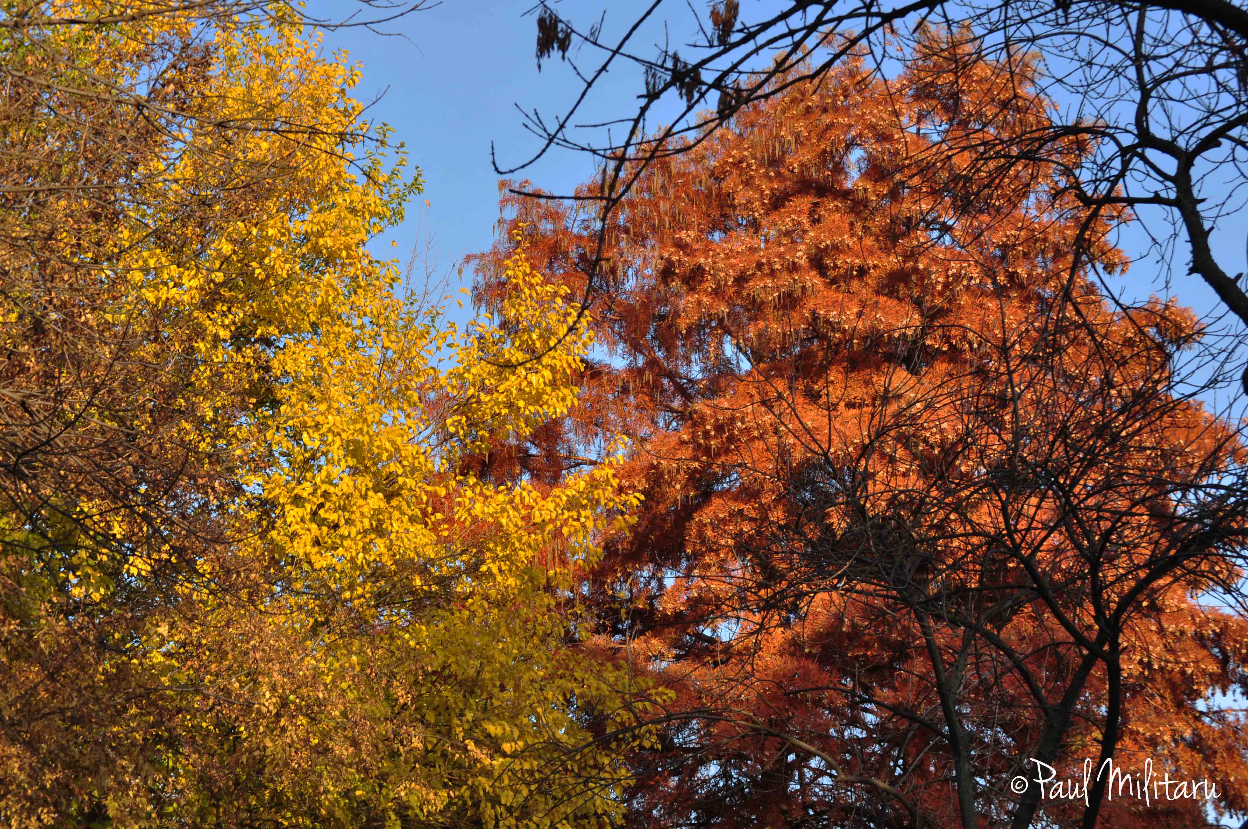 trees in fall | Paul Militaru