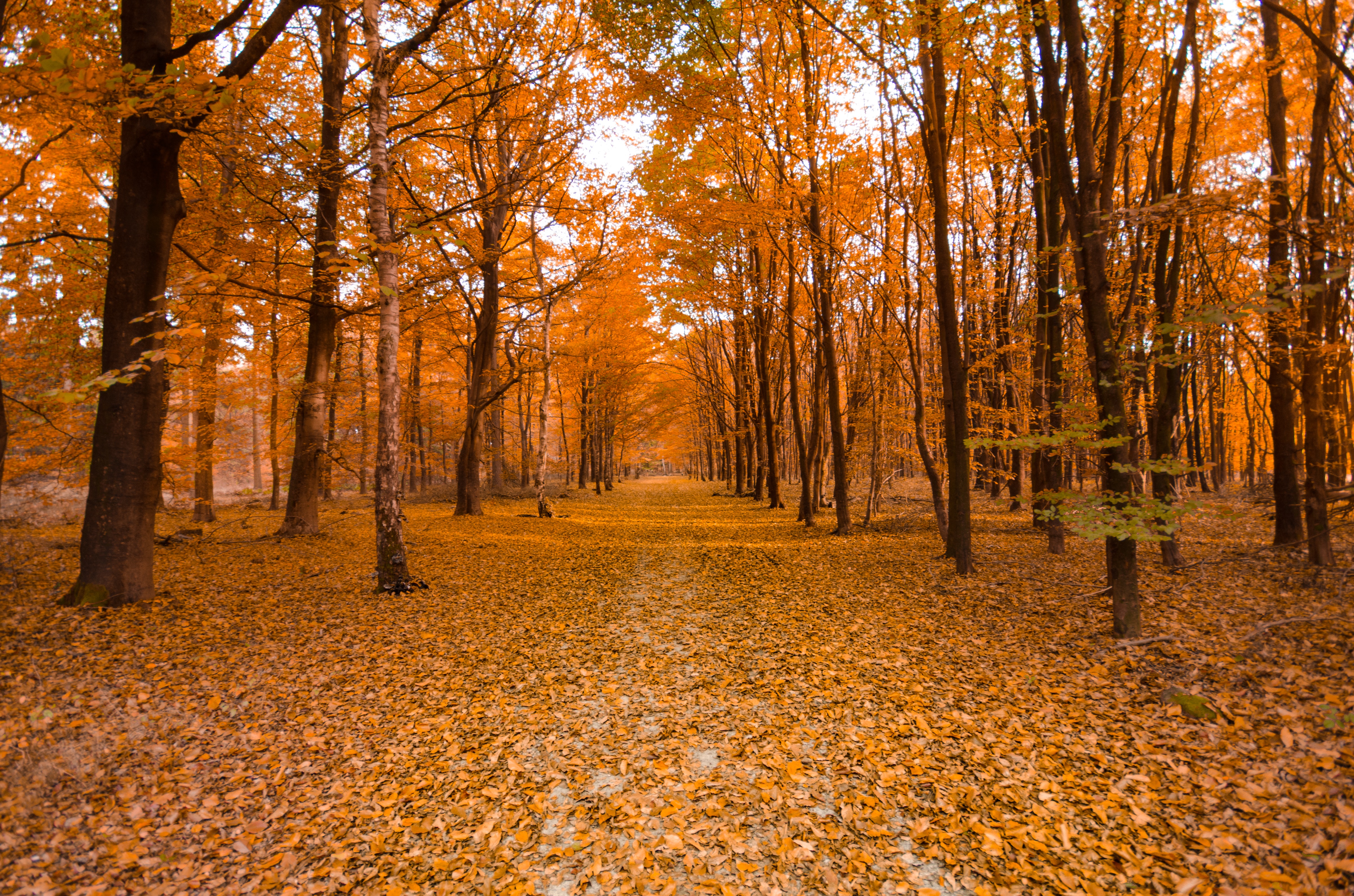 Trees during Fall, Autumn, Mist, Woods, Trees, HQ Photo