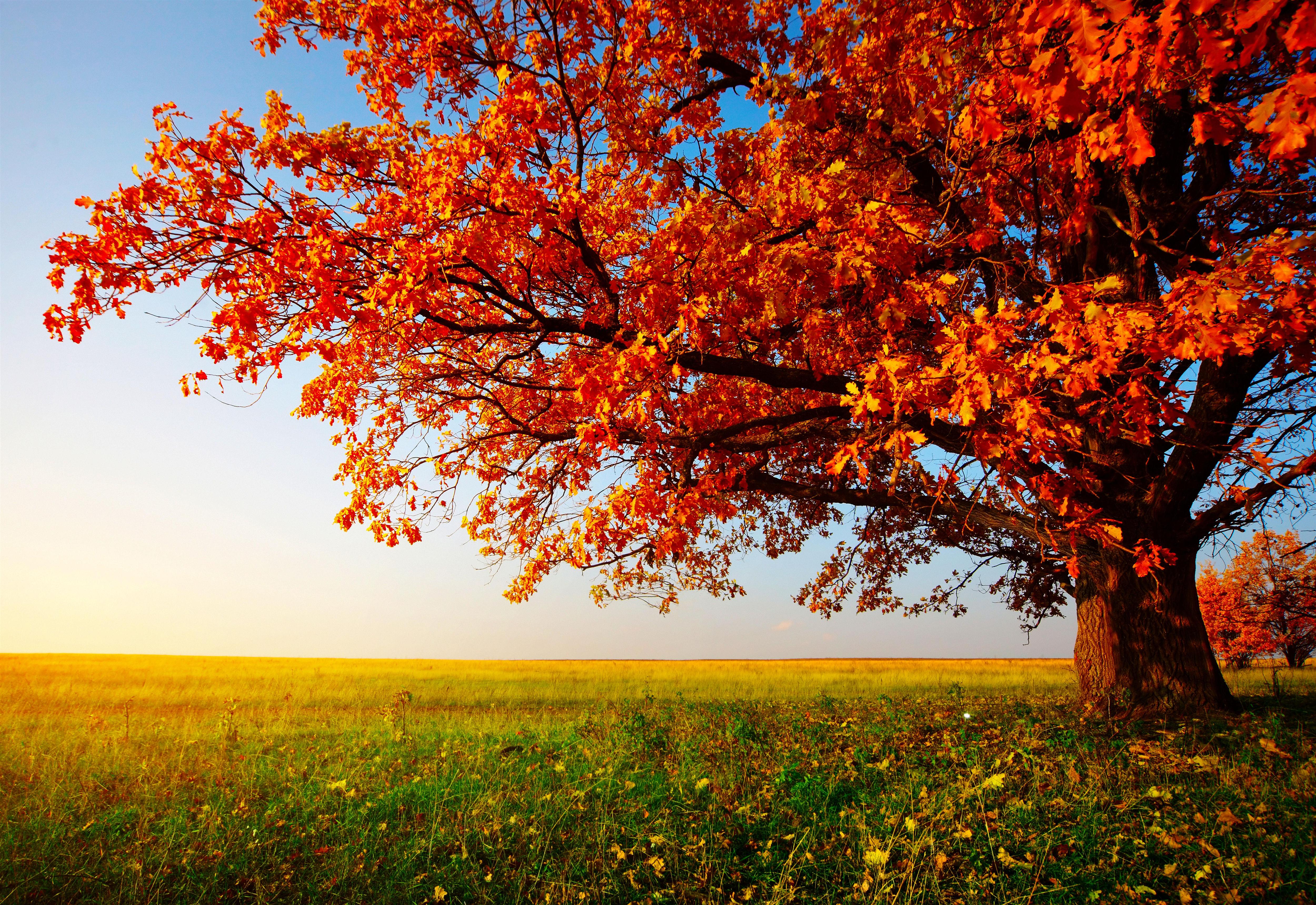 7 Trees for Summer Shade & Fall Color! - David James Homes