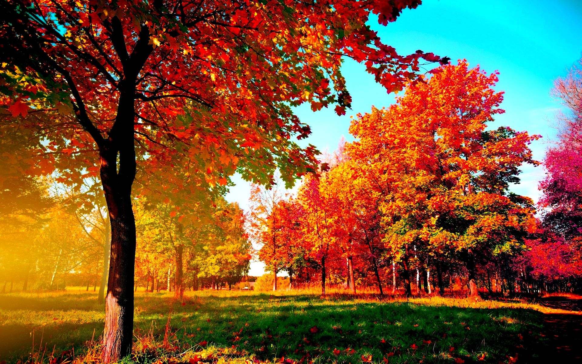 Autumn Trees wallpaper free | g | Pinterest | 3d wallpaper, Fall ...