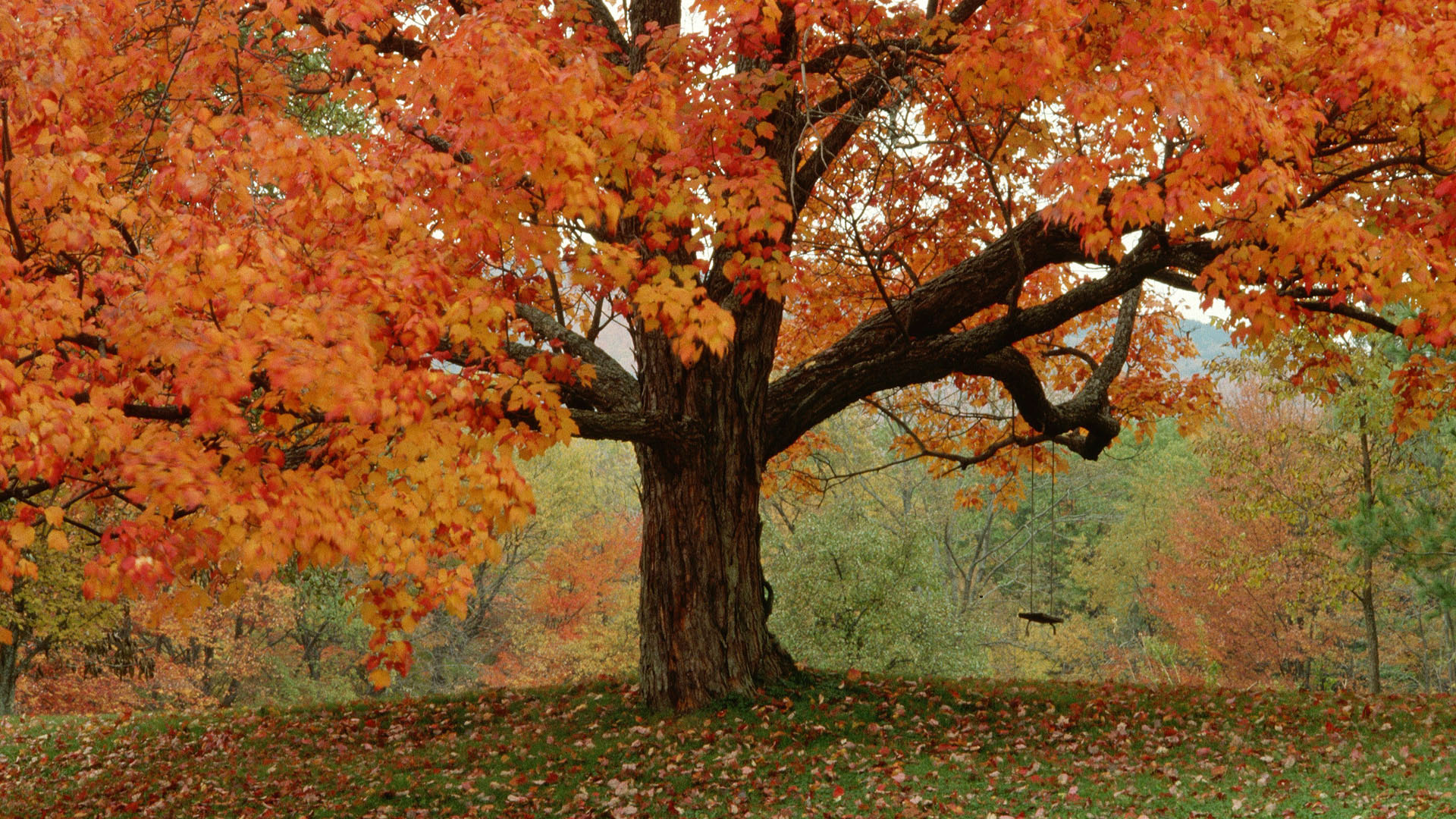 Autumn Trees Tumb HD Wallpaper, Background Images