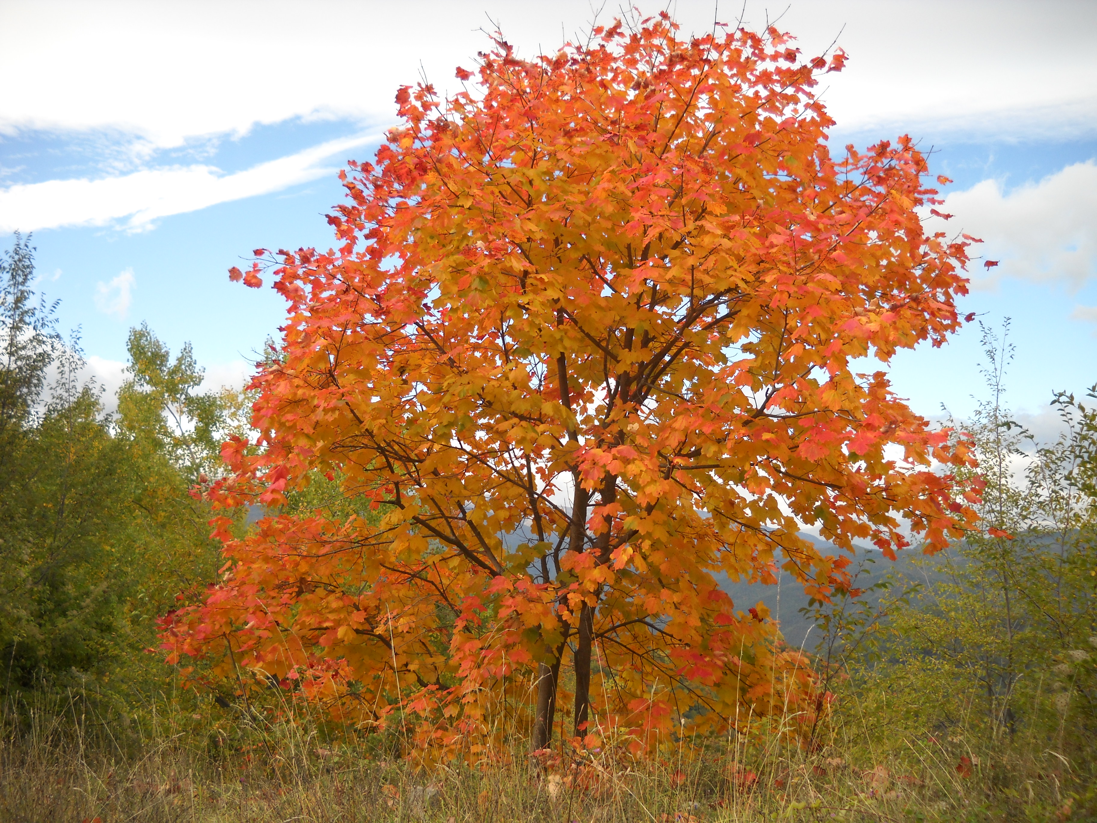 File:Tree in autumn, Gran Sasso.jpg - Wikimedia Commons