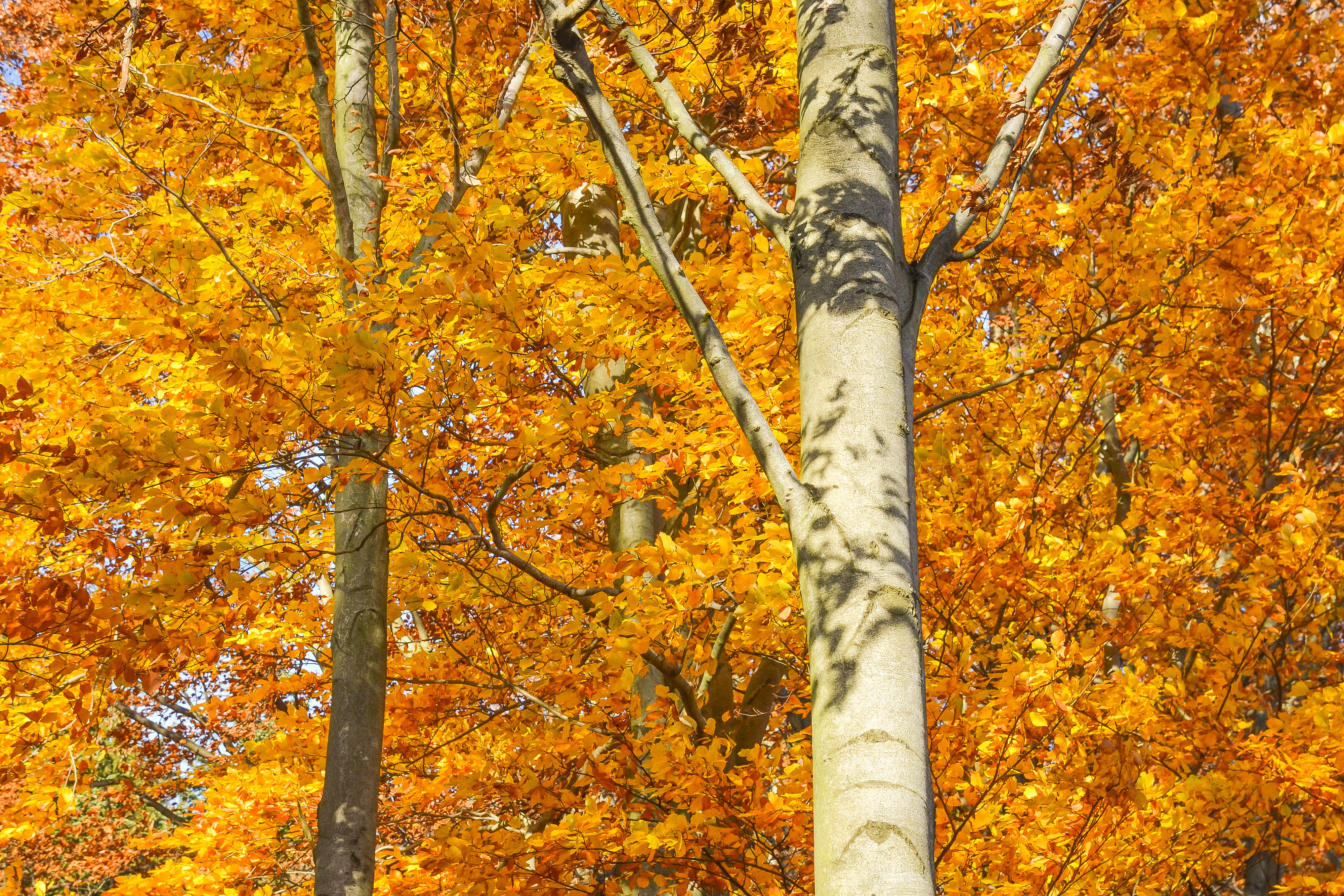 Trees in Autumn Free Photo - ISO Republic