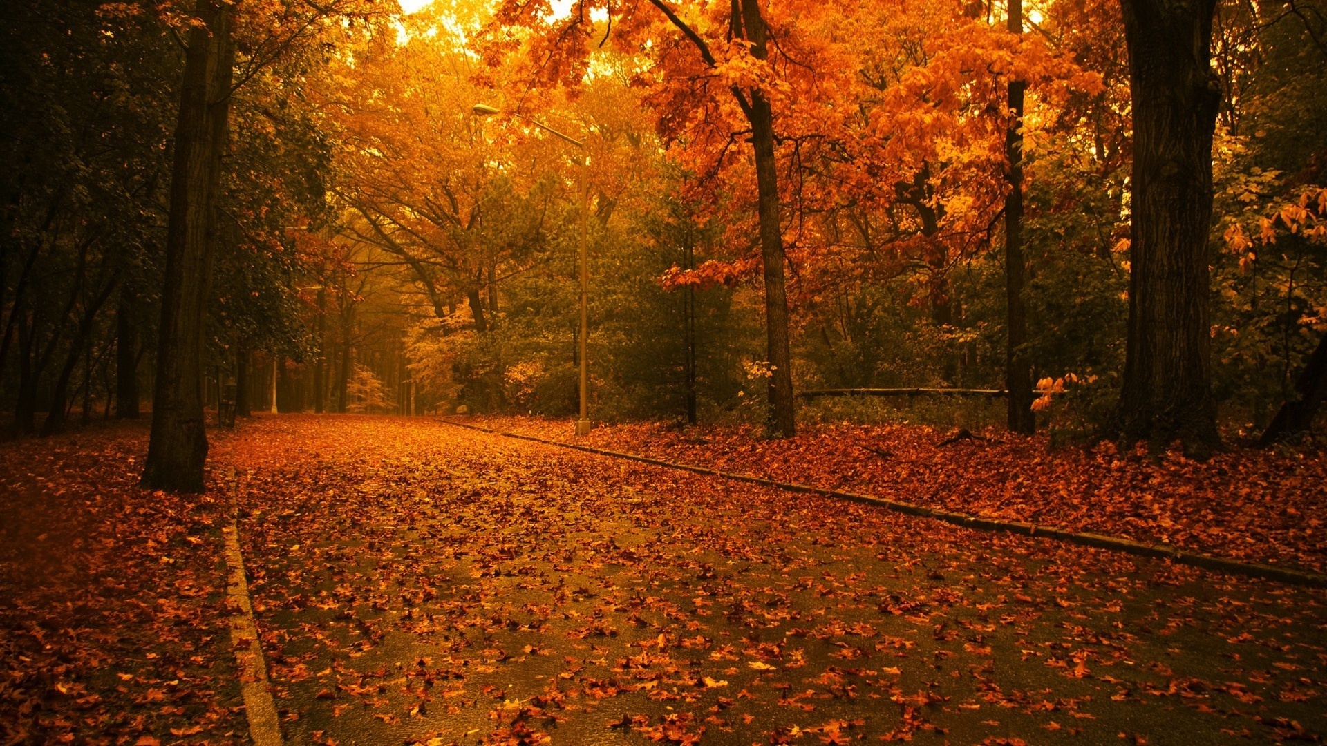 Scenery Pics images Trees in autumn HD wallpaper and background ...