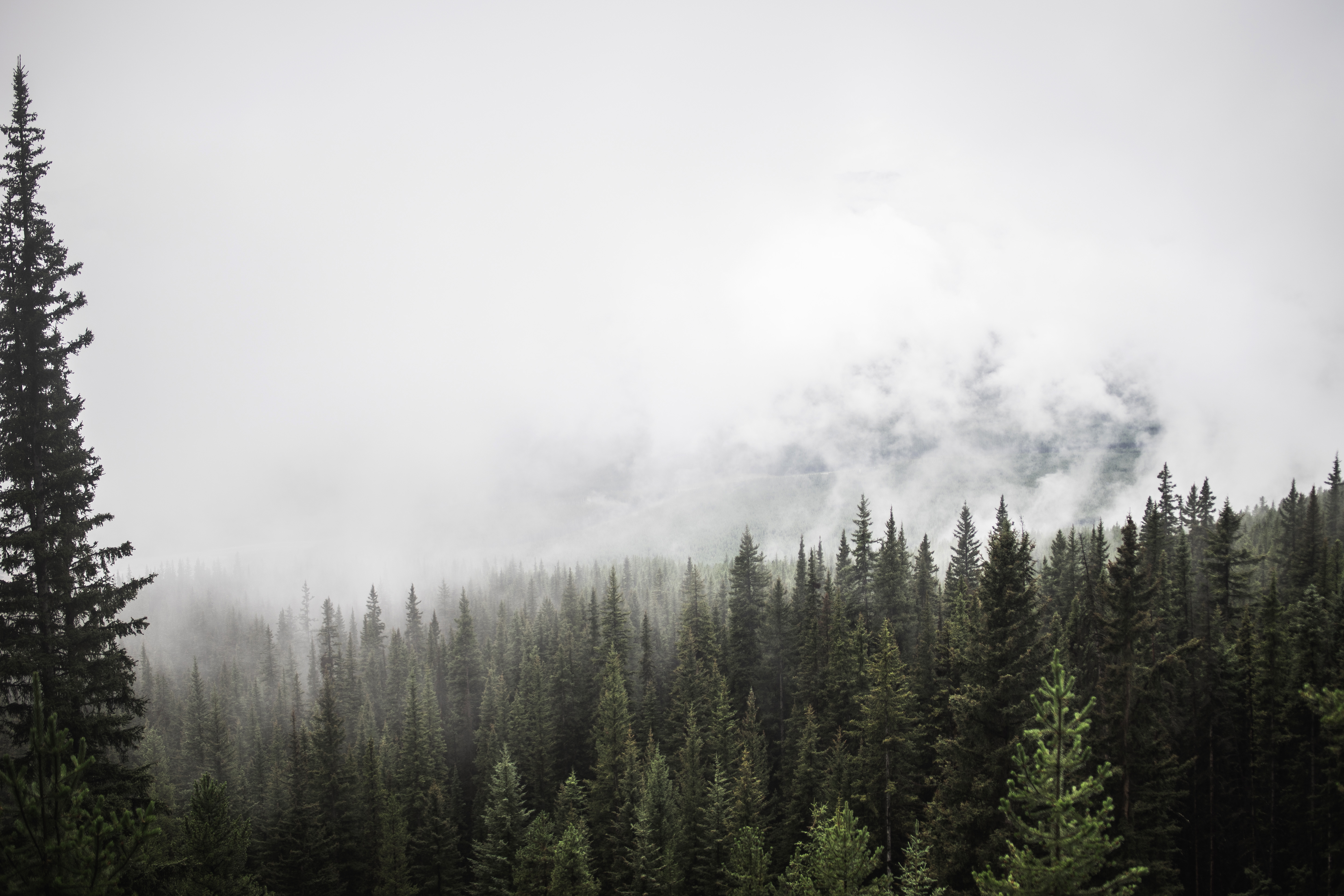 Pine Forest with trees and fog in Banff National Park image - Free ...