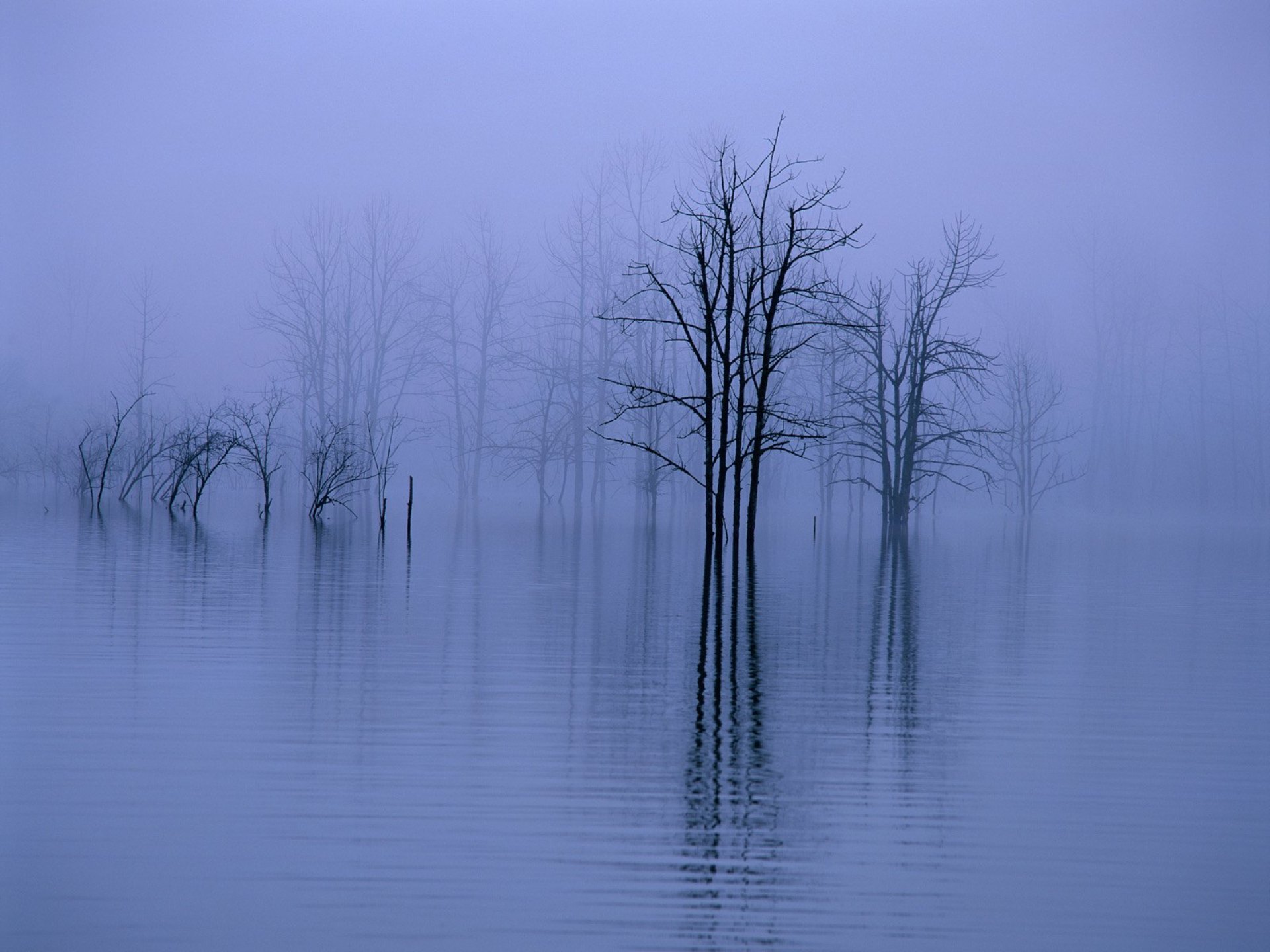 Fog, water, trees / 1920 x 1440 / Water / Photography | MIRIADNA.COM