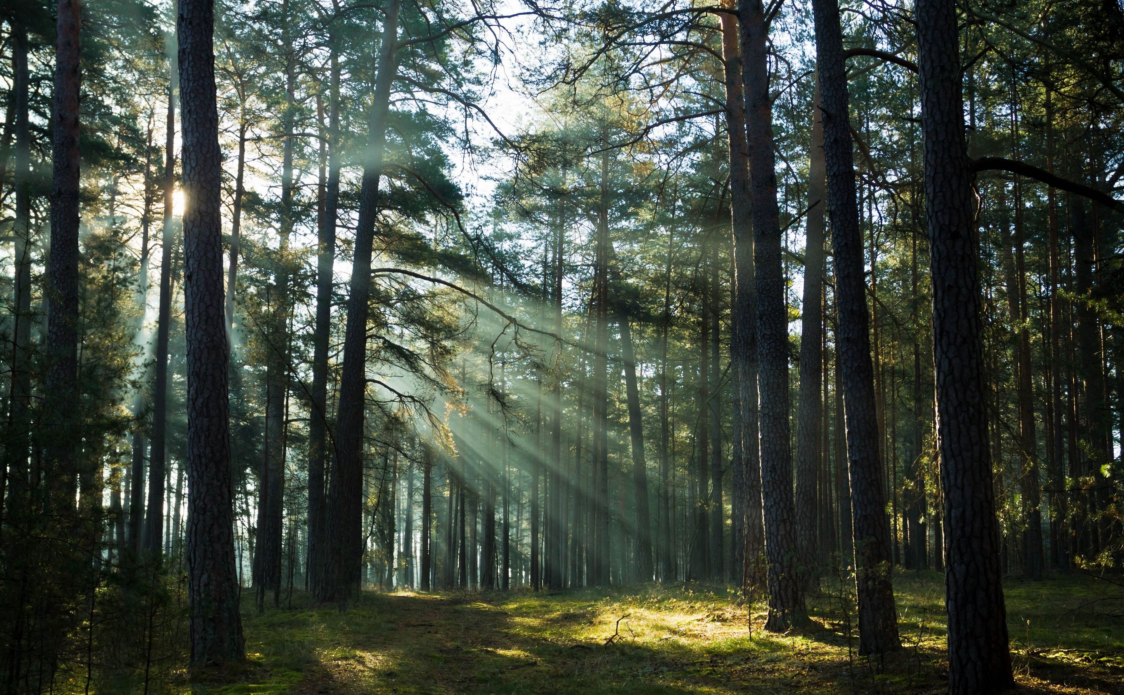 Forest trees rays wallpaper | 3600x2227 | 126570 | WallpaperUP