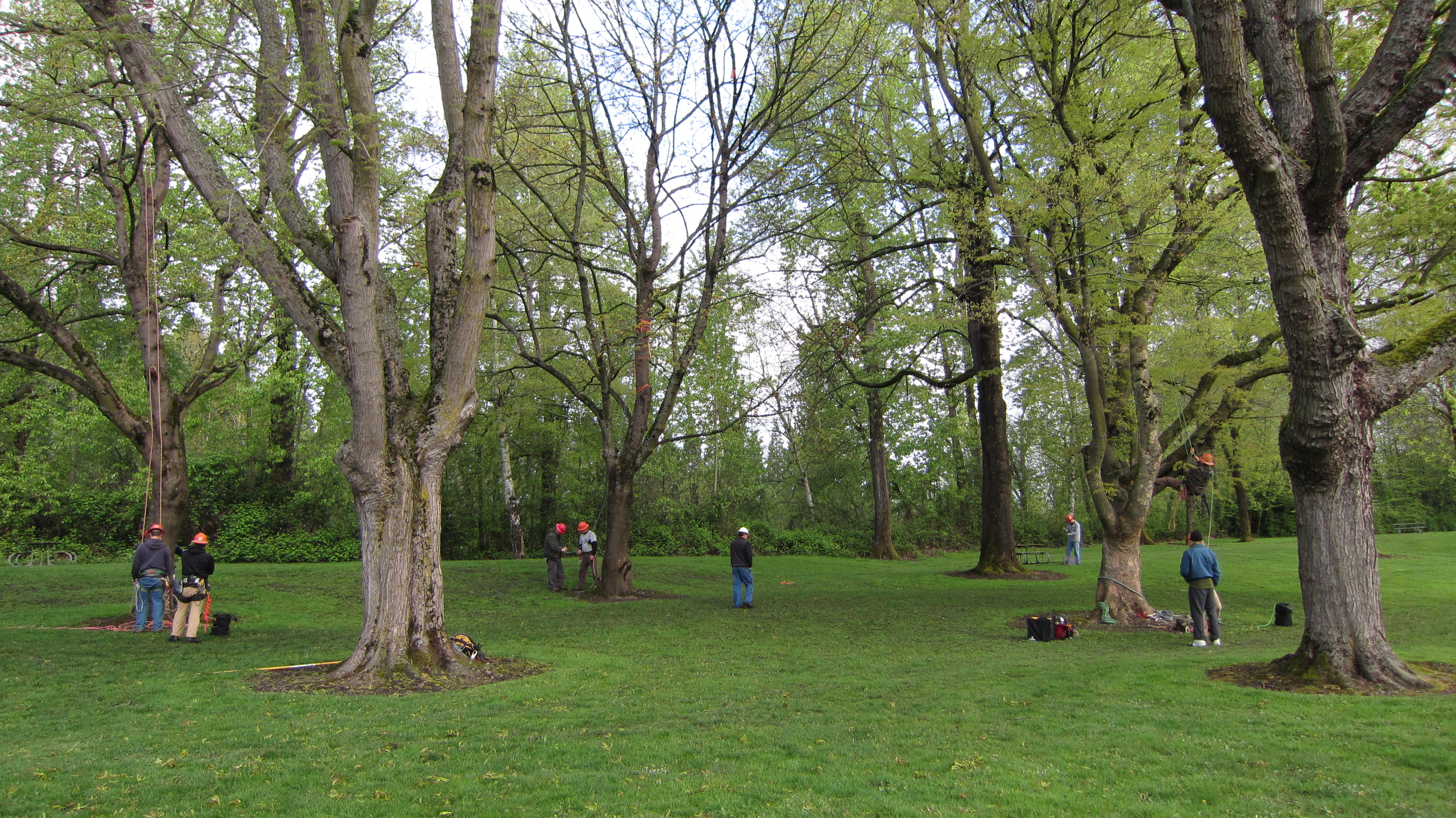 Bloom Day April 2013 – The Trees of East Delta Park | Portland Tree Tour
