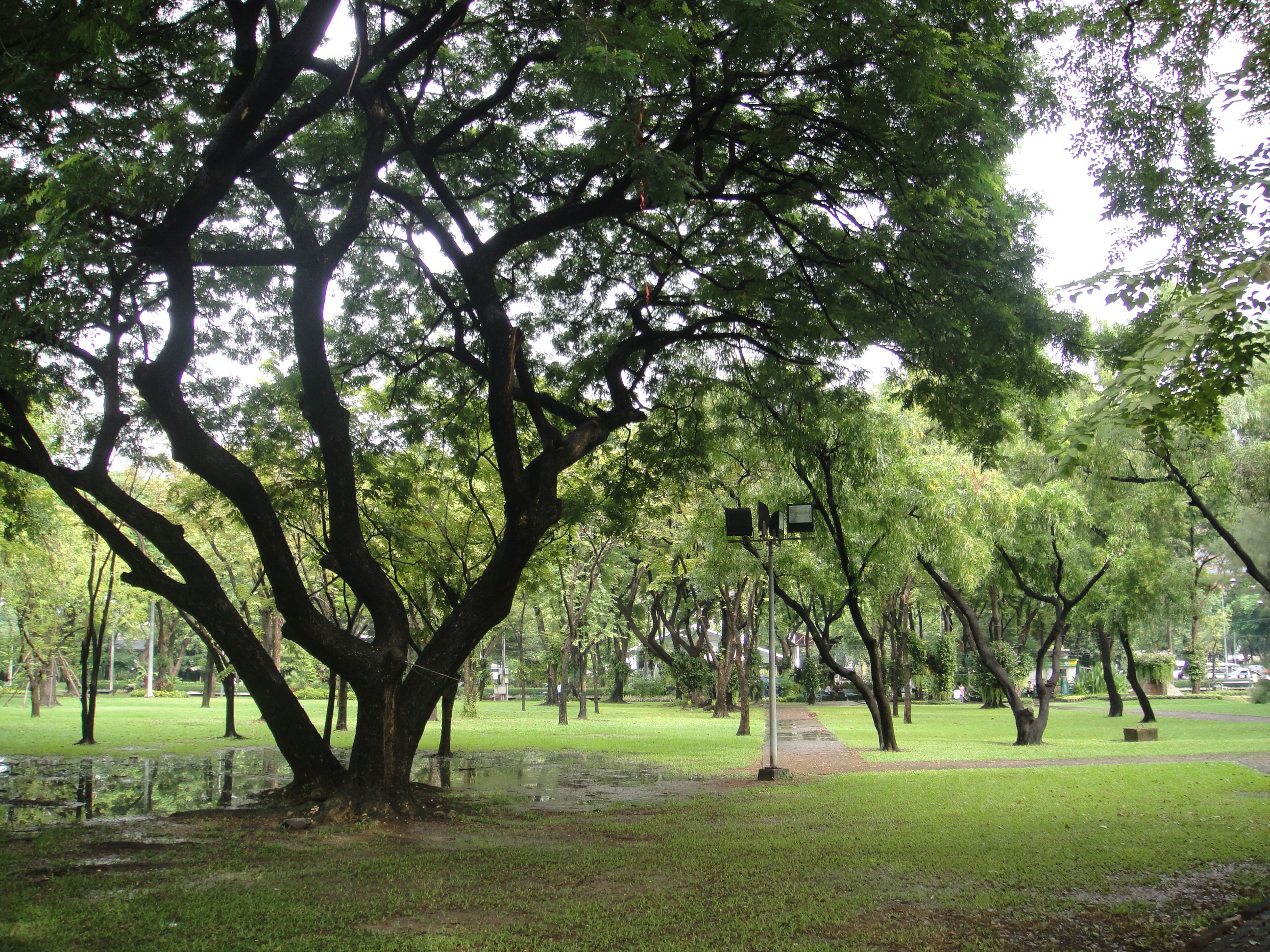 The Trees, Water and Flowers of Lumpini Park | Farang ( ฝรั่ง) In ...