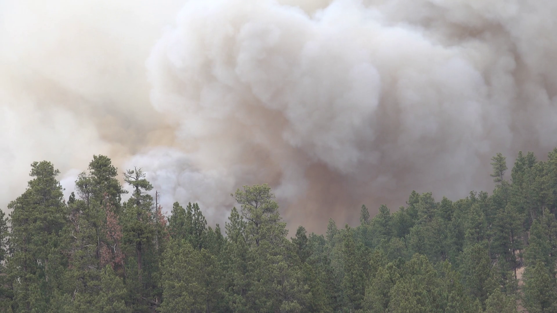 CLOSE UP: Thick black smoke trail rising from pine trees burning in ...