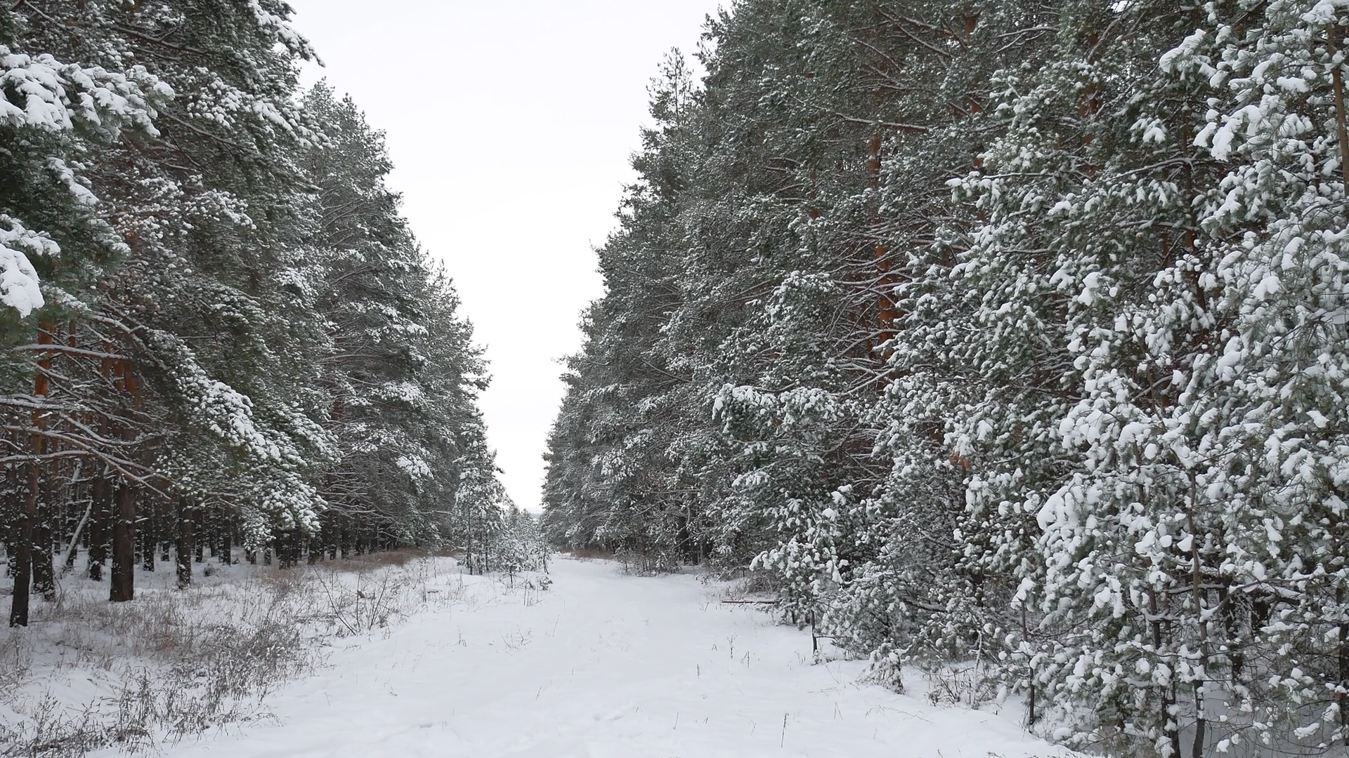 winter forest Christmas tree, pine trees in snow winter nature ...