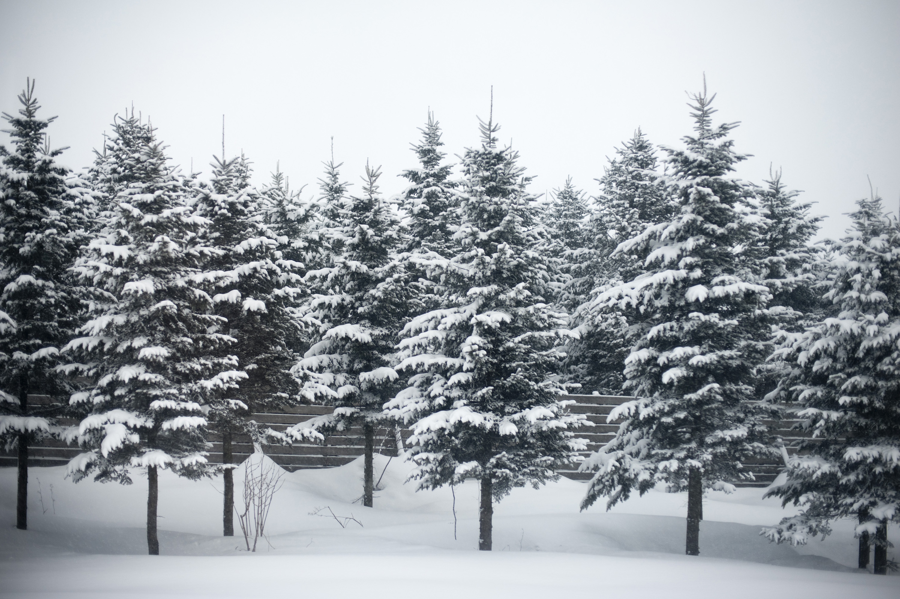 Photo of winter trees | Free christmas images