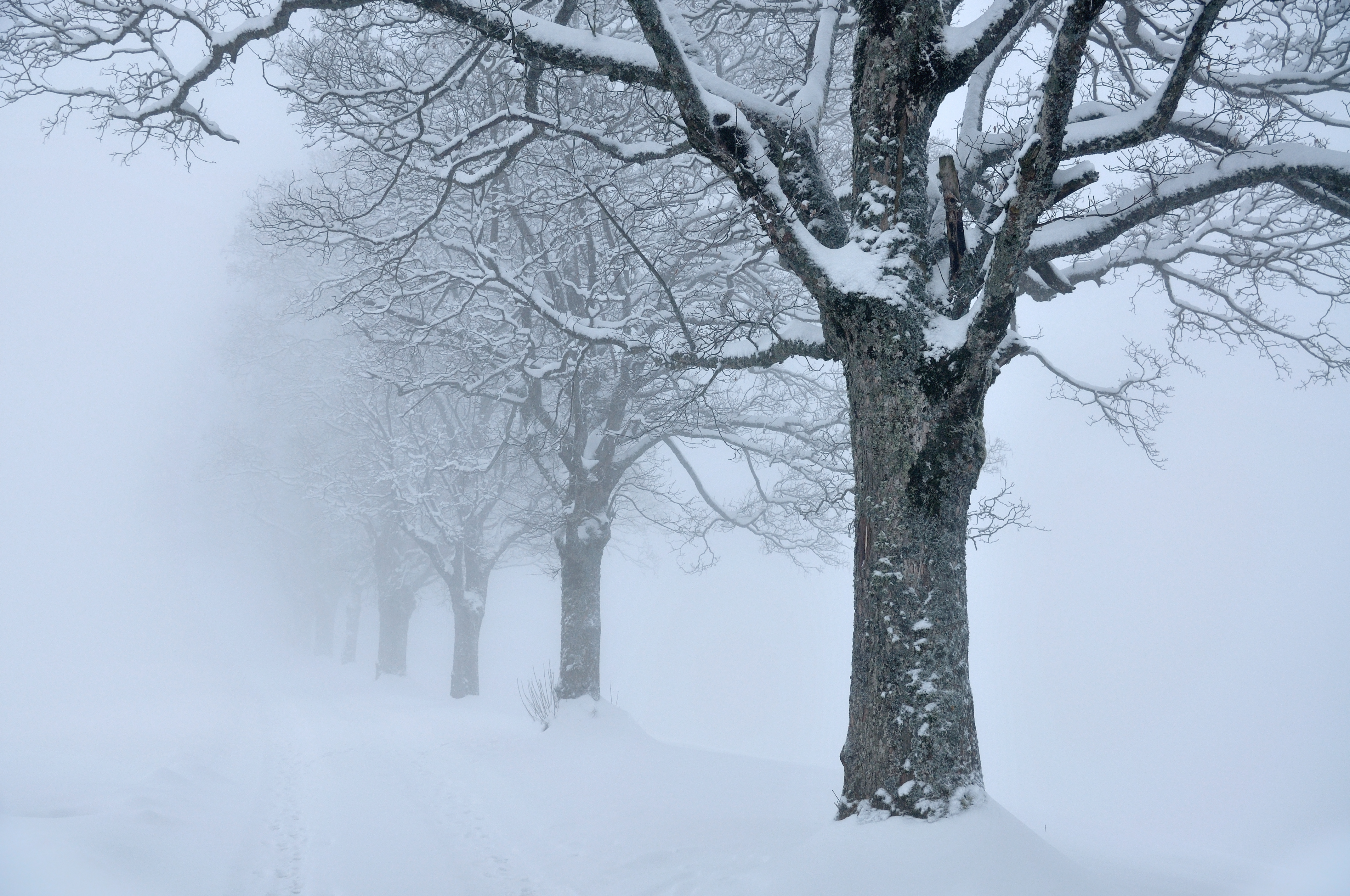 File:Trees snow fog sk.jpg - Wikimedia Commons