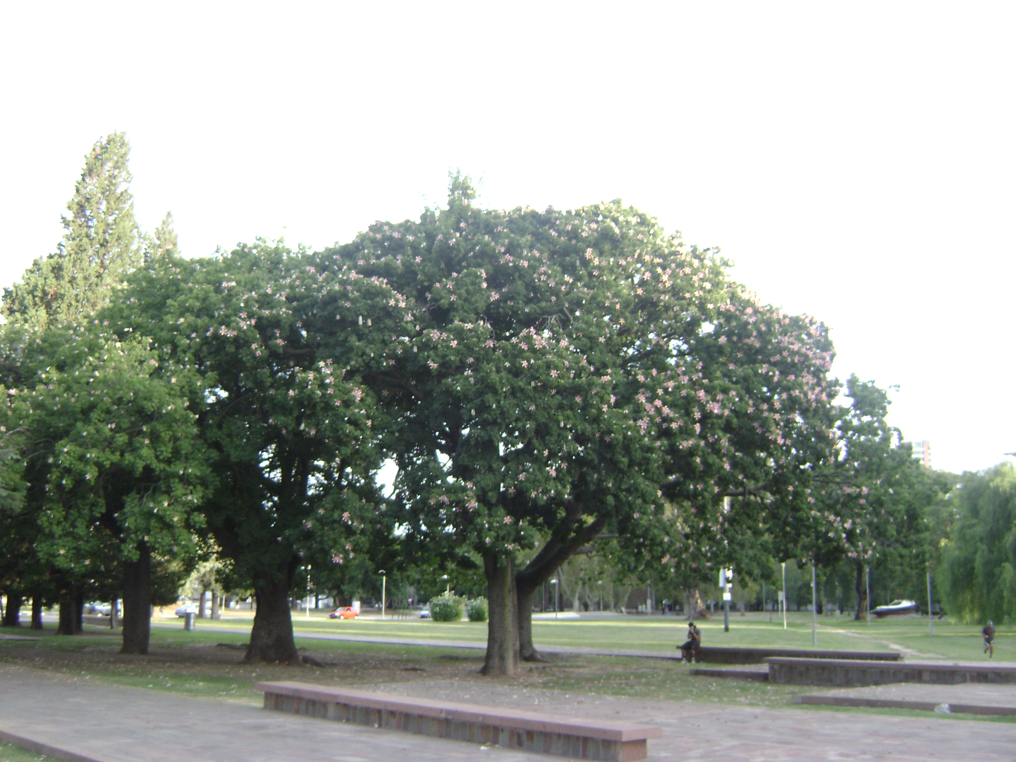 Trees in the park photo